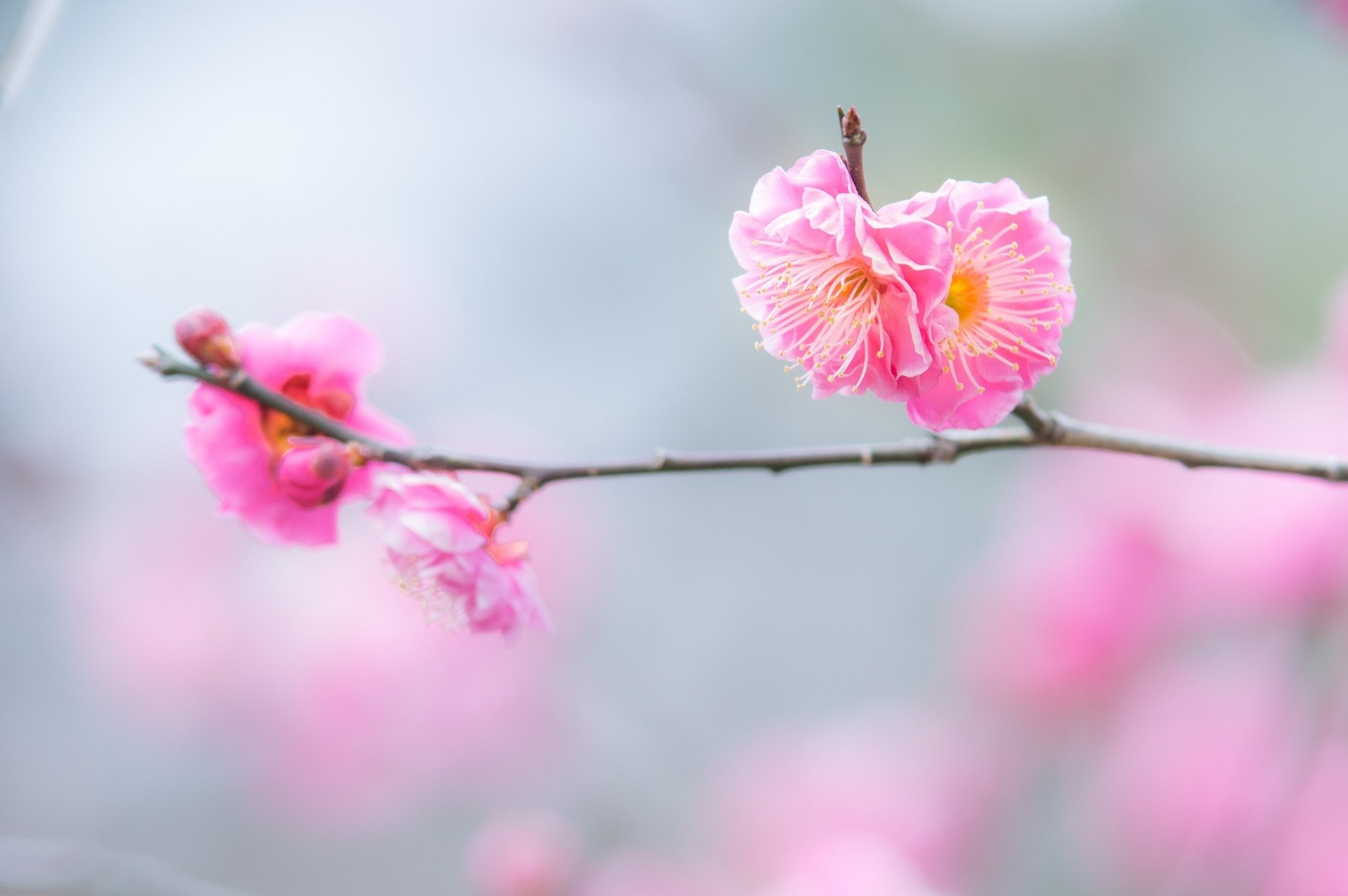 Flowers twig branch pink macro spring bloom wallpaper | 2048x1362 ...