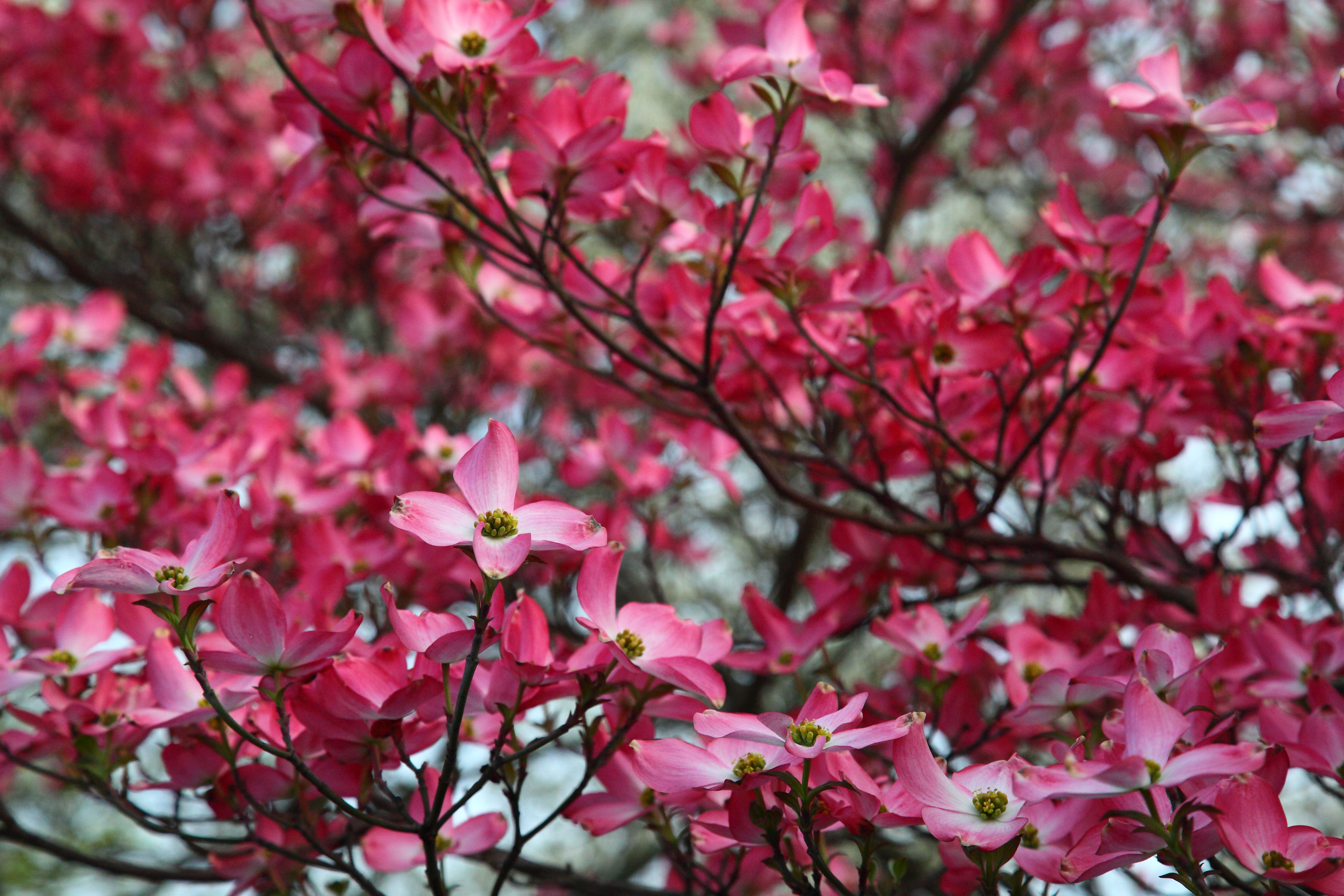 File:Pink-dogwood-tree-spring-bloom - West Virginia - ForestWander ...