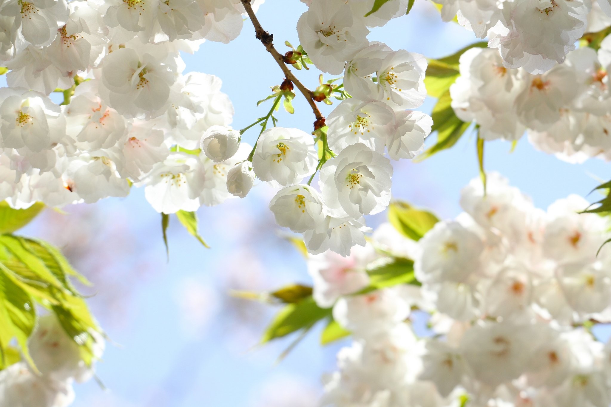 Flowers: Branches Cherry Flowers Leaves Spring Bloom Blossom Petals ...