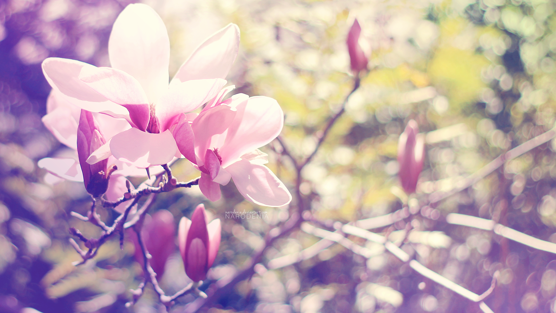 Spring blossom photo
