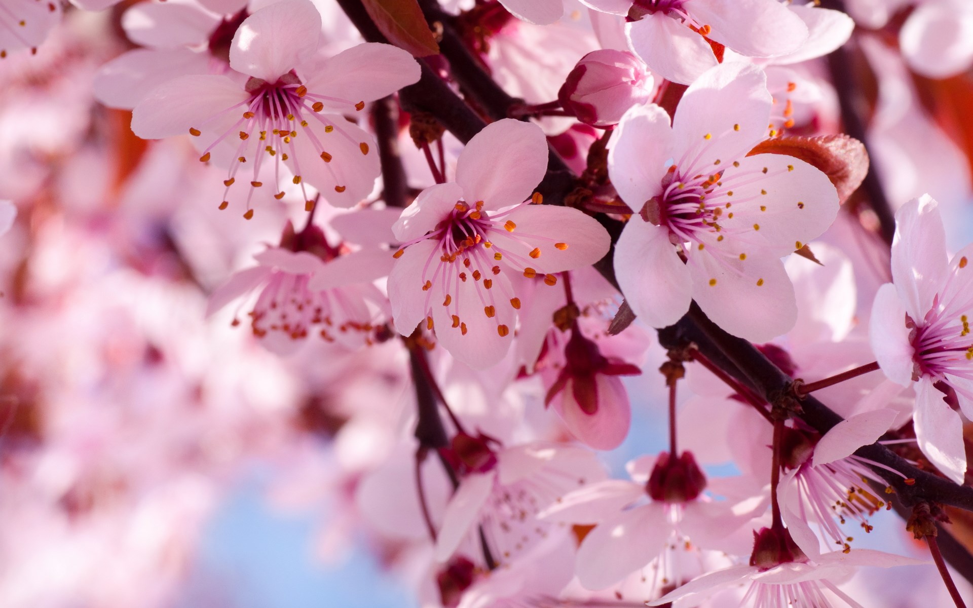 Cherry Flowers Branch Spring Blossom Wallpaper [1920x1200]