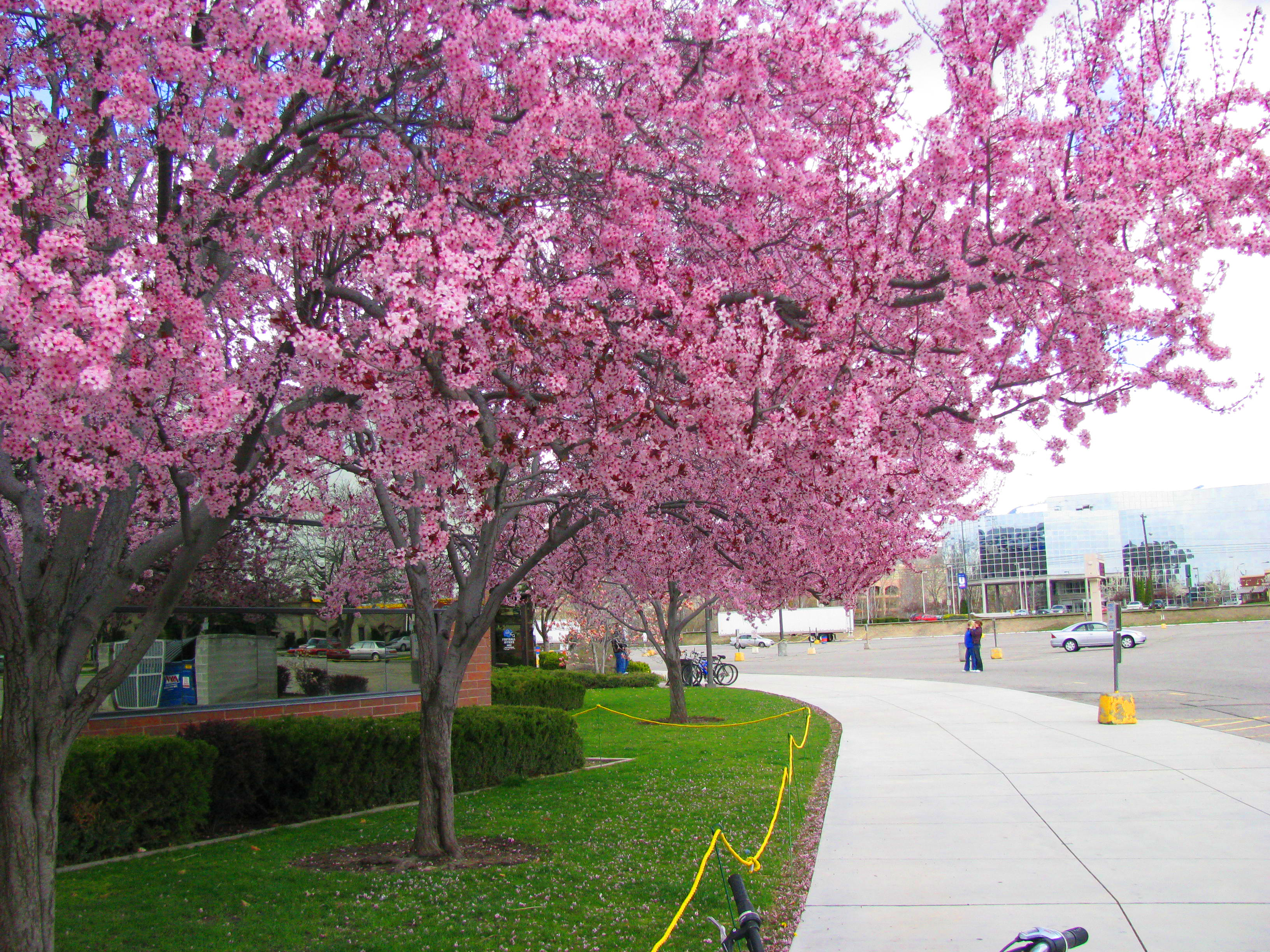 File:Spring Blossom Broncos Stadium.JPG - Wikimedia Commons