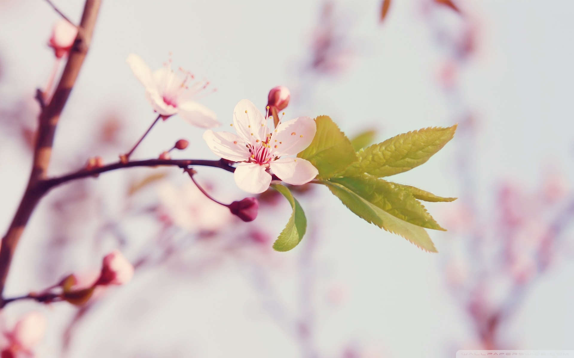 Spring Blossom ❤ 4K HD Desktop Wallpaper for 4K Ultra HD TV • Dual ...