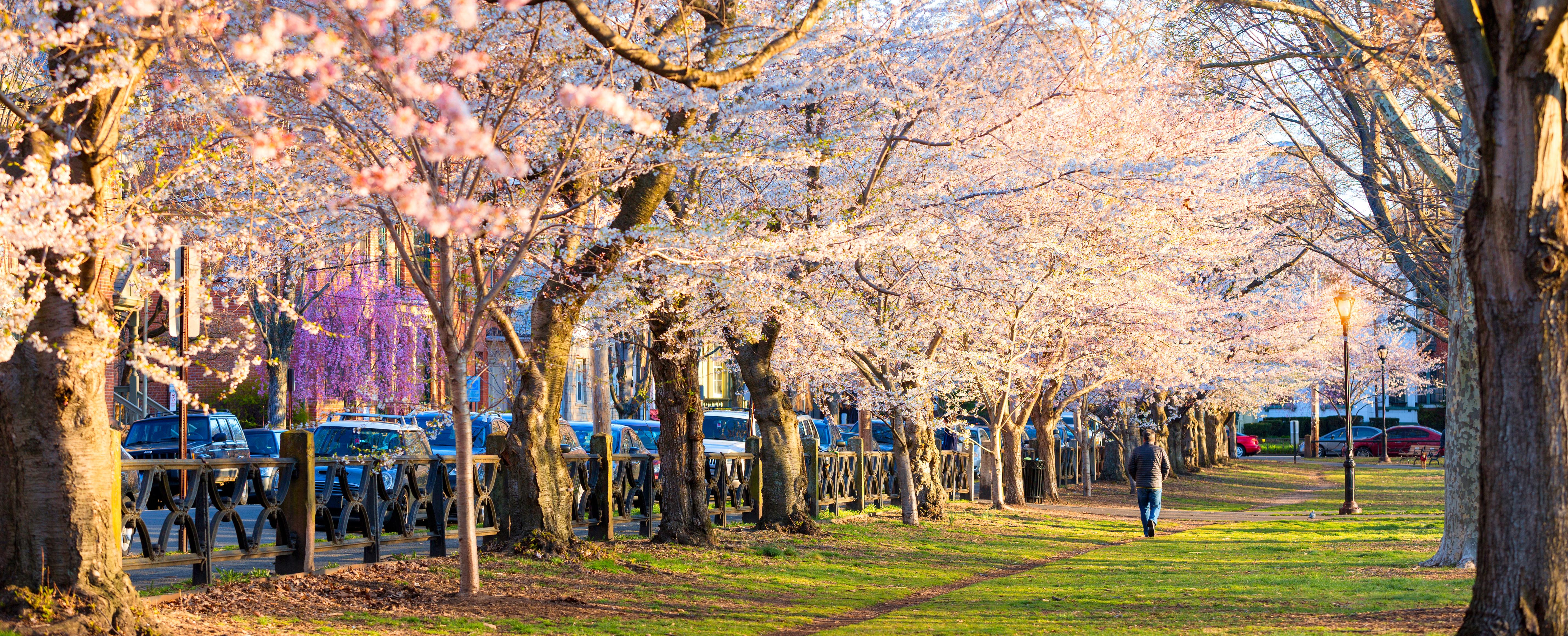 Connecticut's Spring Blossom Finder | Visit CT