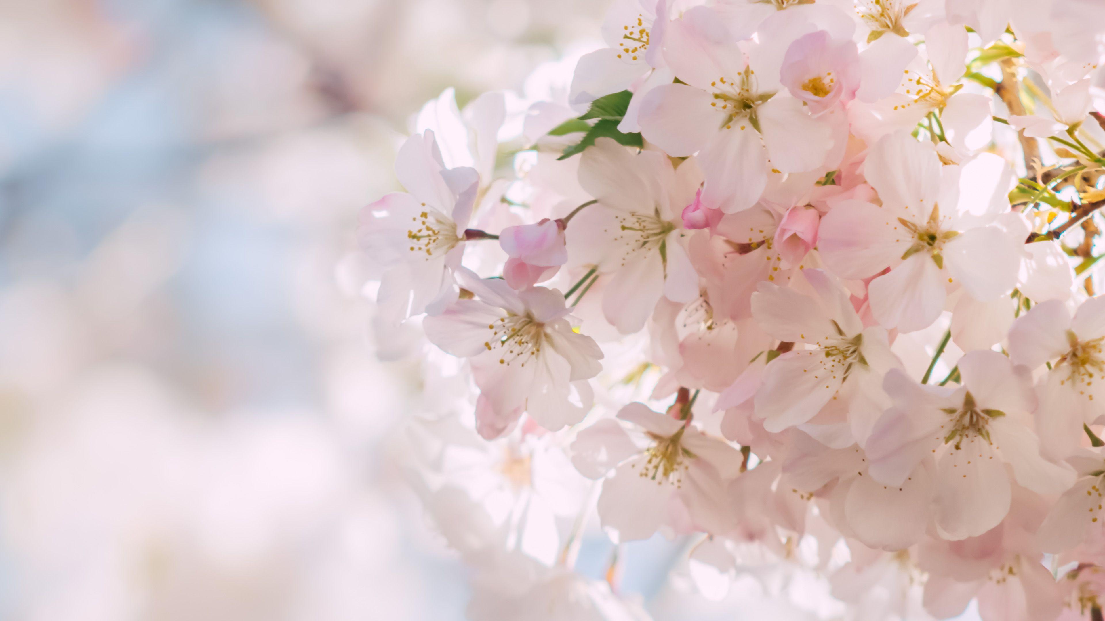 Free photo: Spring Blossom - Blooming, Flower, Fragrance - Free
