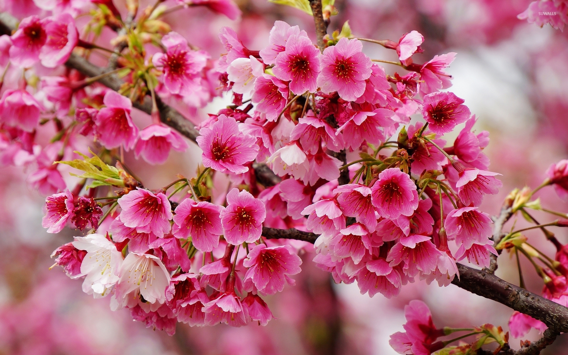 Spring blossoms photo