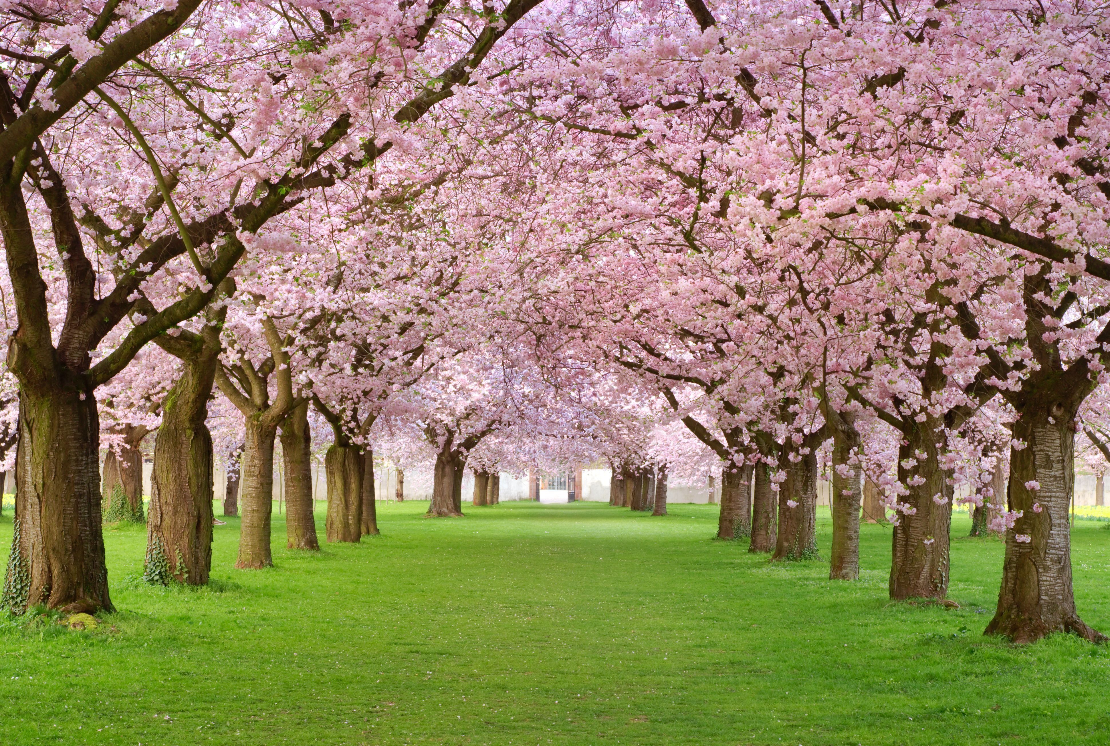 Spring blossom, spring, trees wallpaper | nature and landscape ...