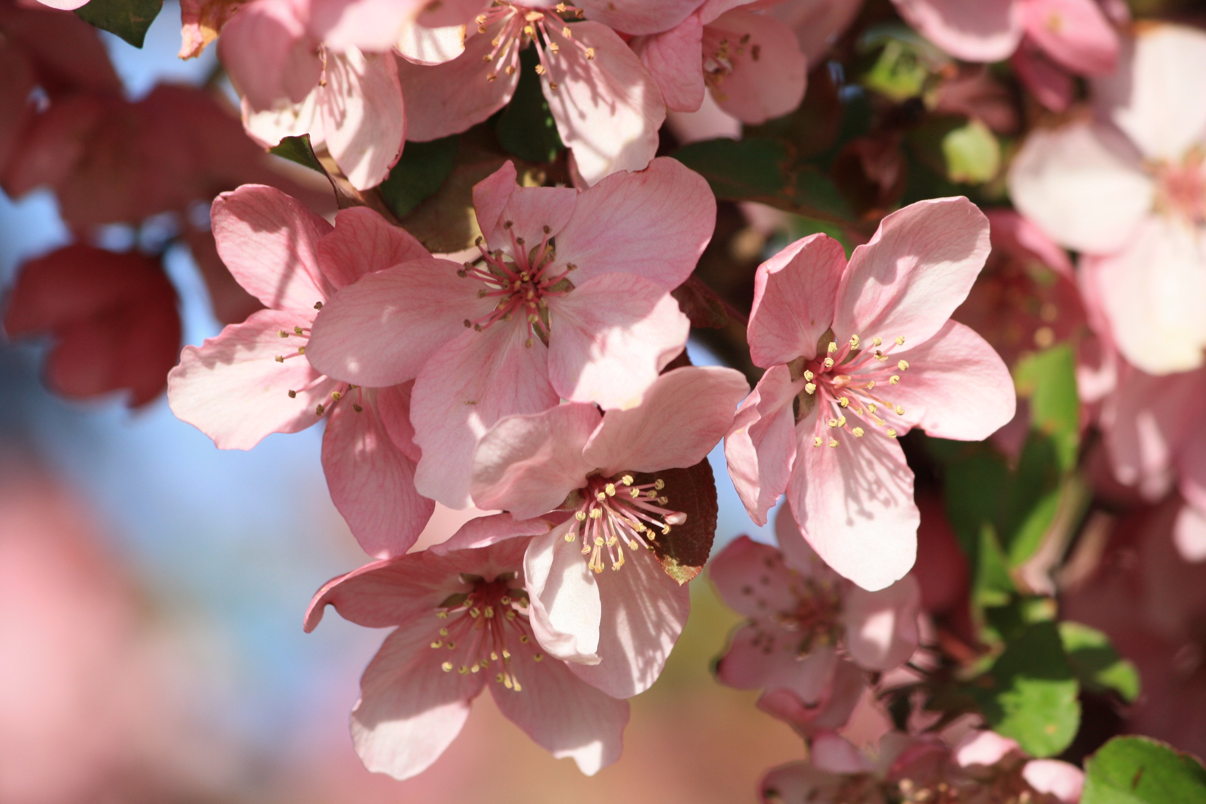 Spring Blossoms on Pink Crabapple Tree Picture | Free Photograph ...