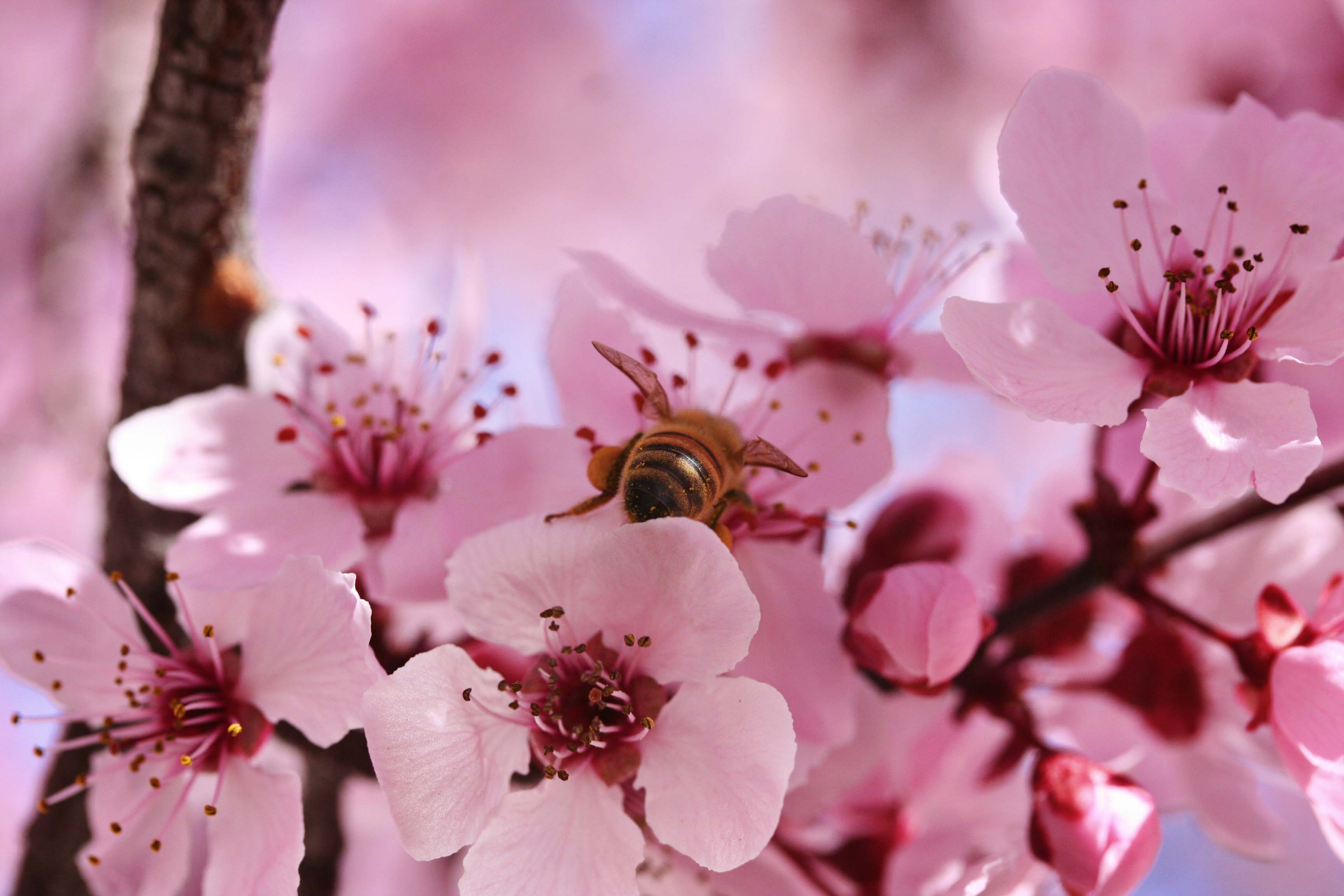 spring blossoms | Morning Bray Farm