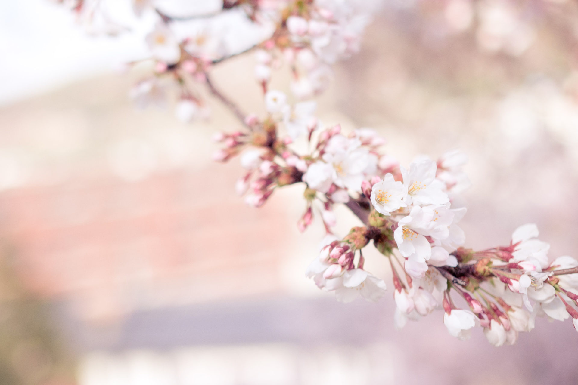 Spring Blossoms Free Public Domain Stock Photo