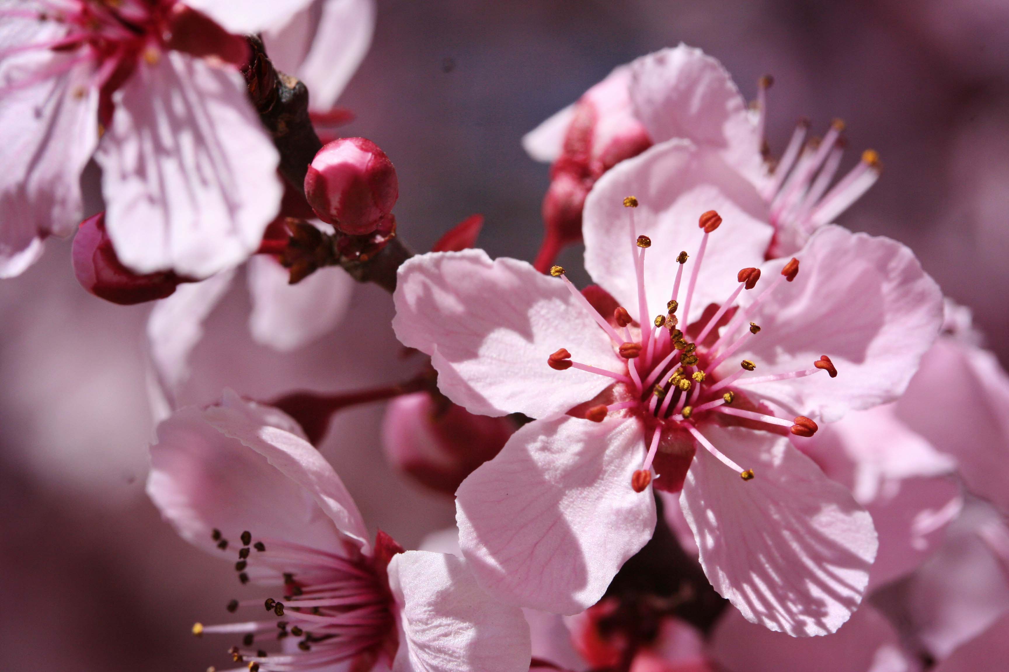 Saturday Stuff – Spring blossoms | Morning Bray Farm