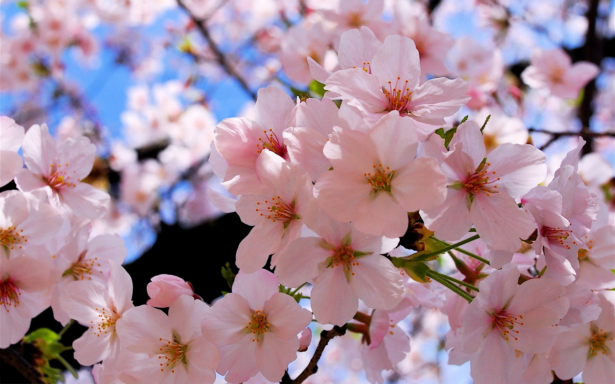 Spring blossoms #6957484