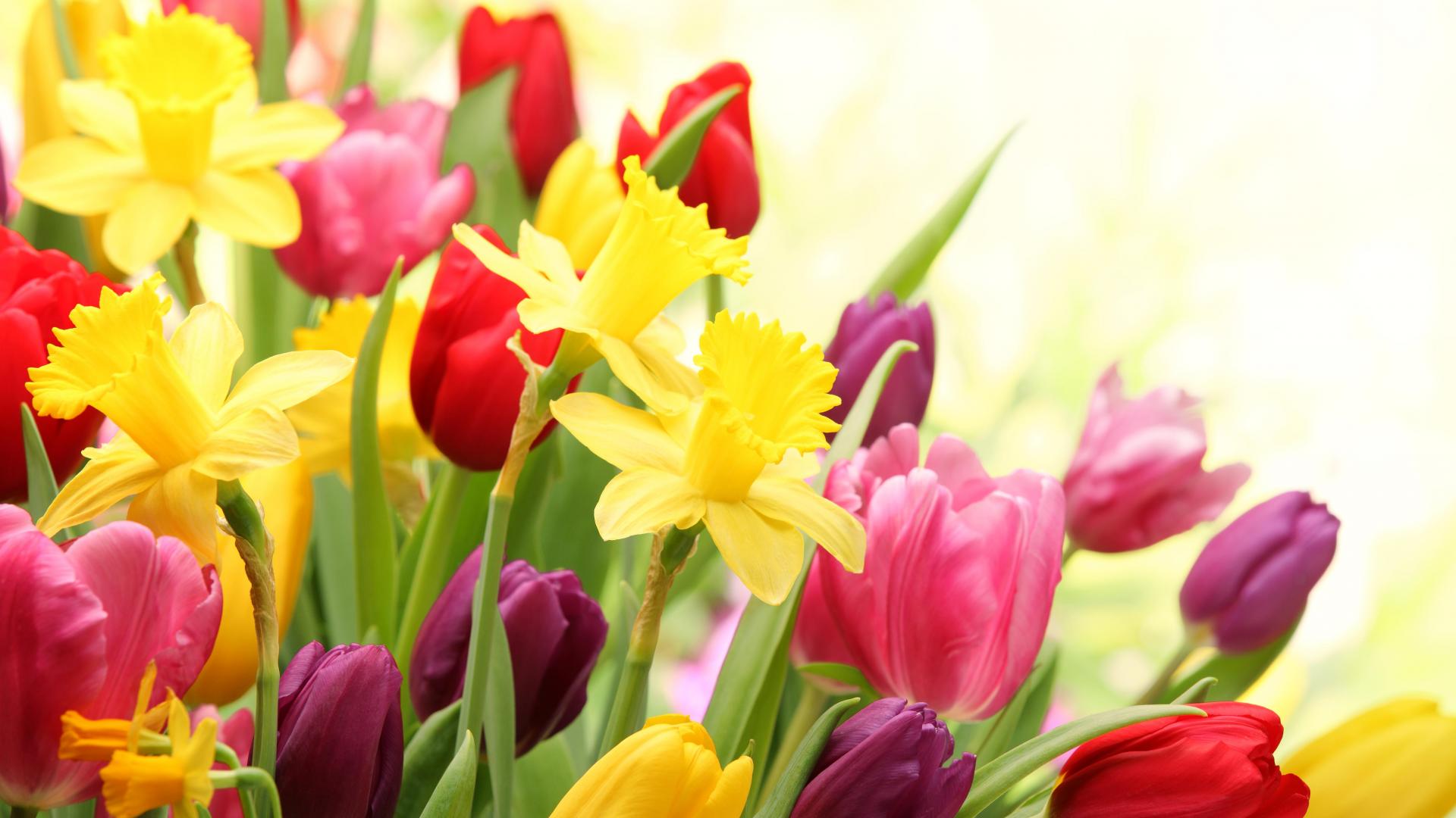 Spring Flowers Wallpapers For Android > Yodobi