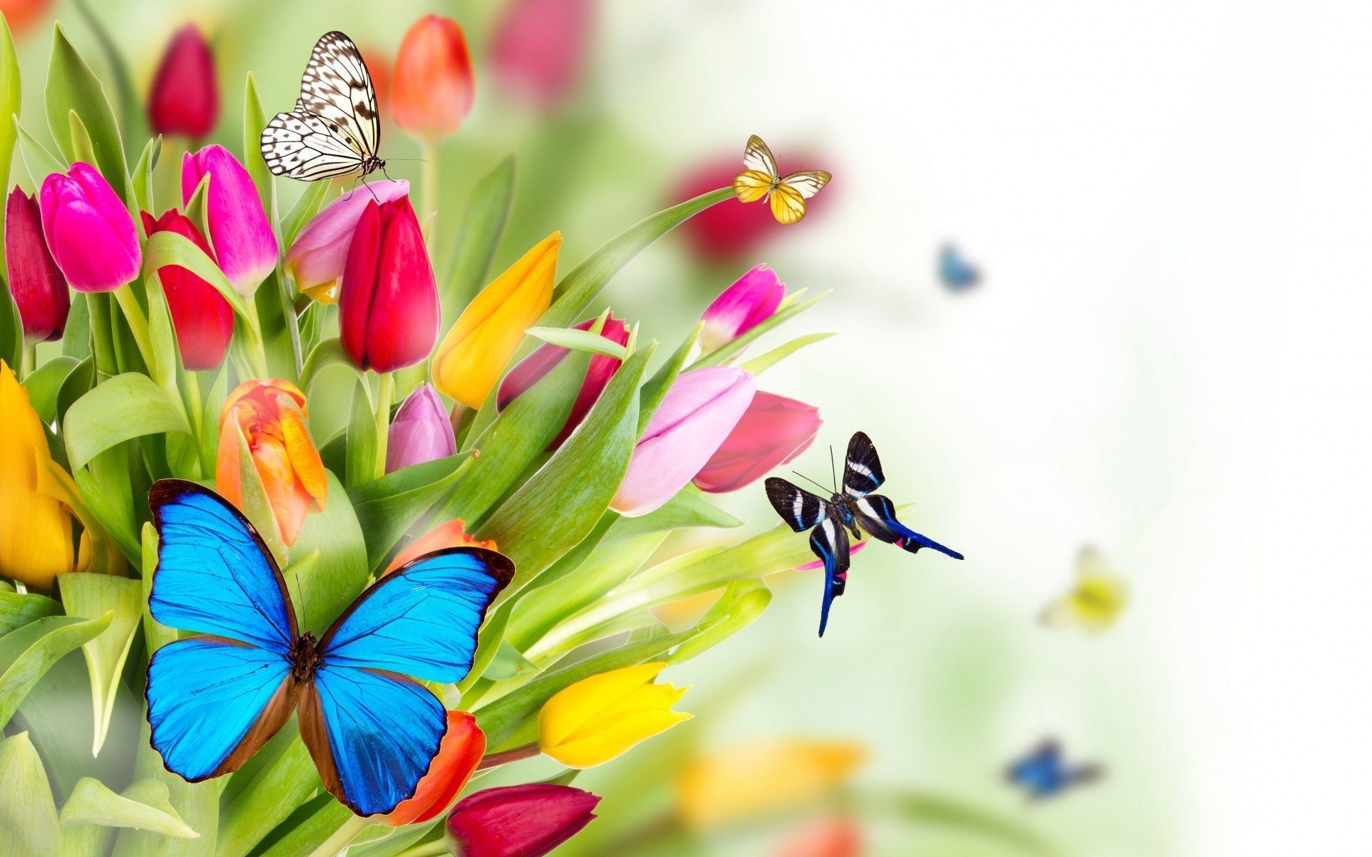 Spring Flowers Wallpapers Group (75+)