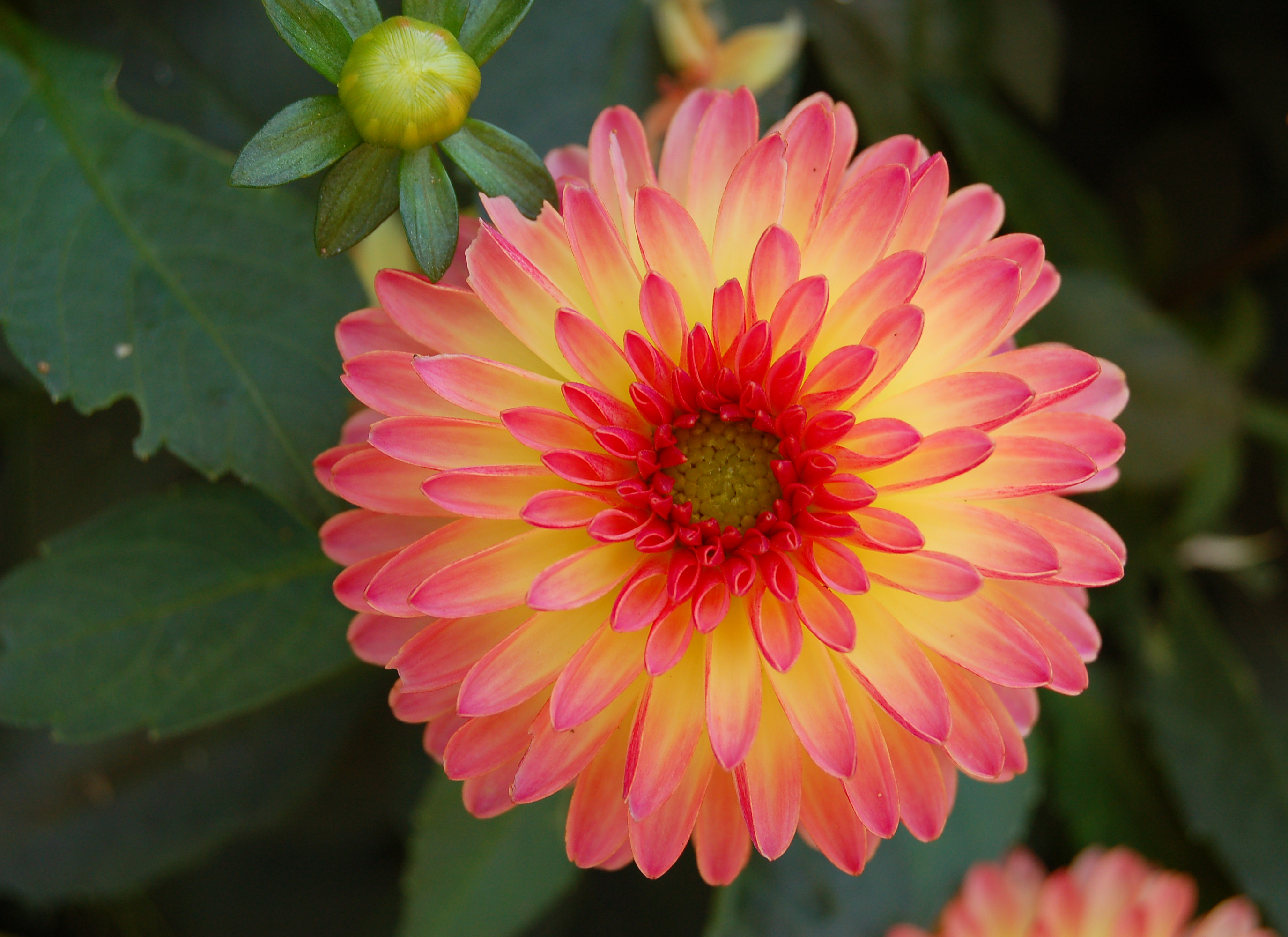 Proudly Dahlia – Start An Easy Spring Flower To Decor Your Backyard ...