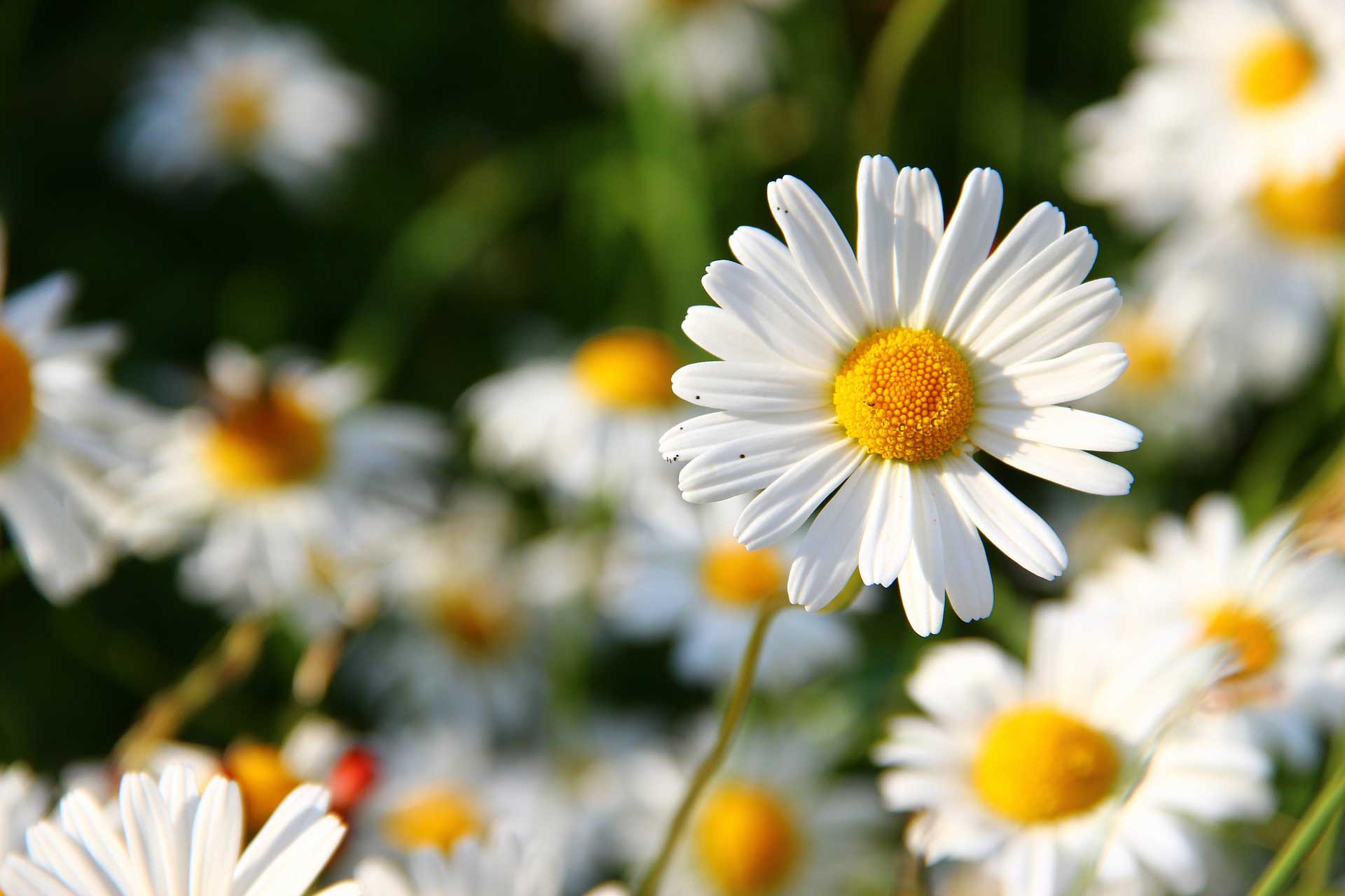Learn about Nature | Spring Flowers: Daisy Flowers - Learn about Nature