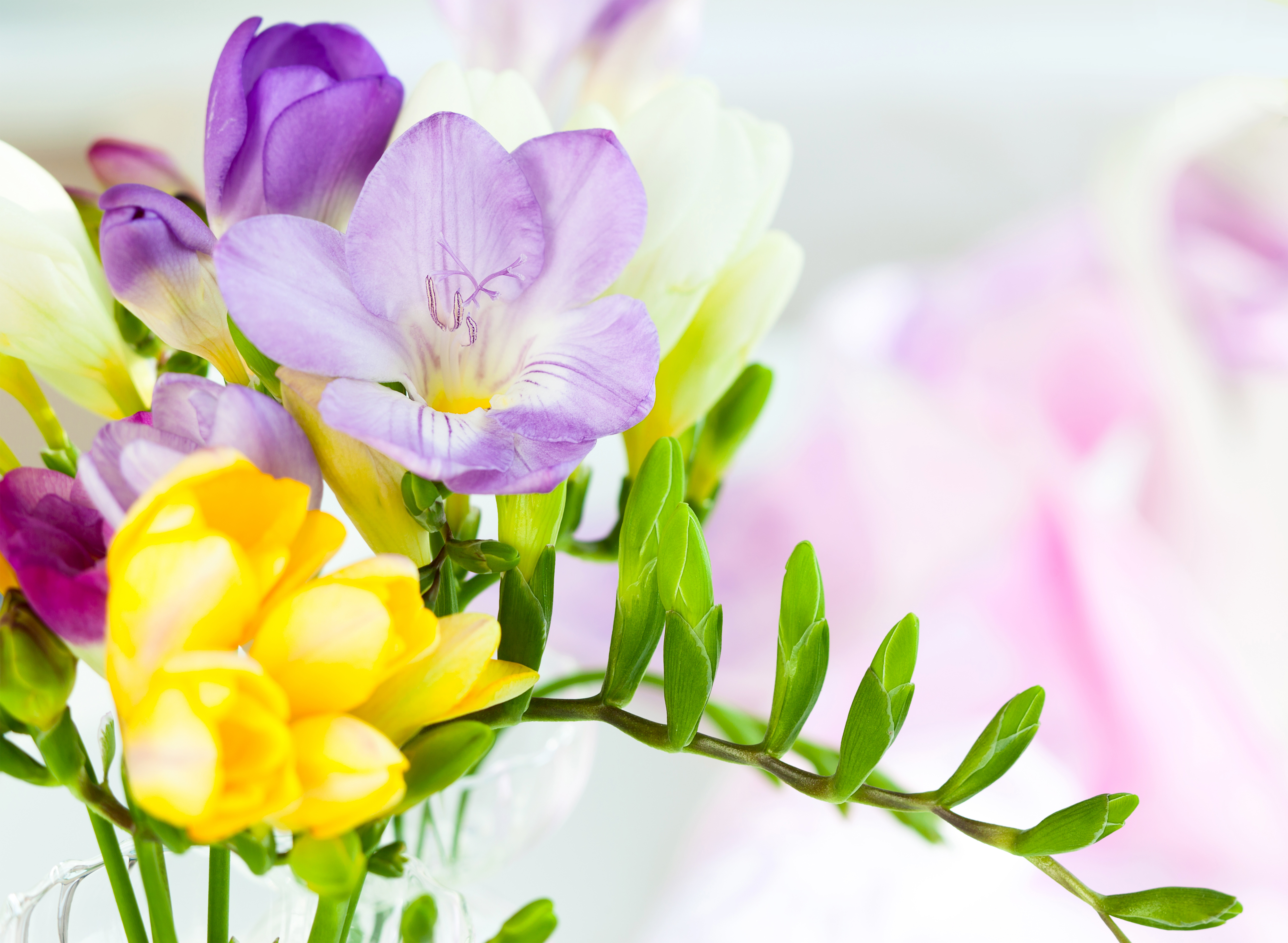 Spring Flowers Background | Gallery Yopriceville - High-Quality ...