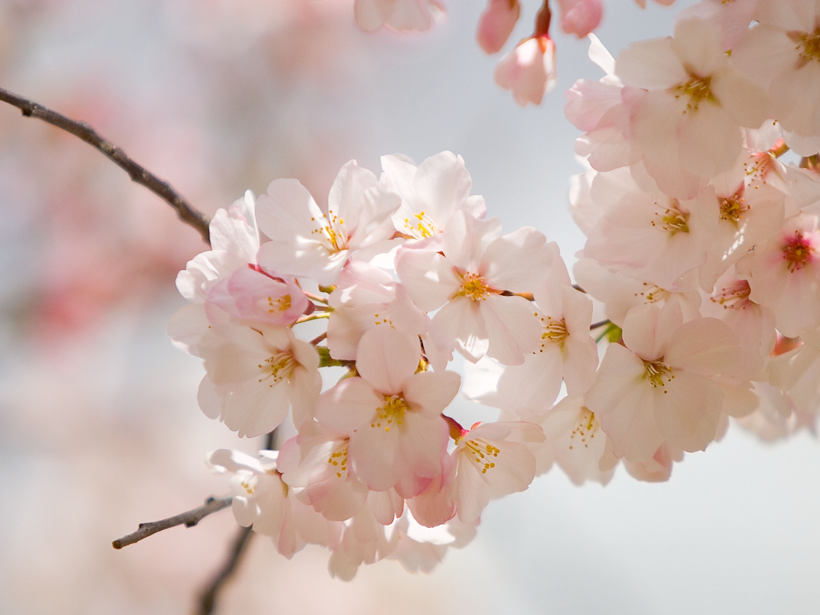 Tips for Gardening Spring Flowers | Flowers magazine
