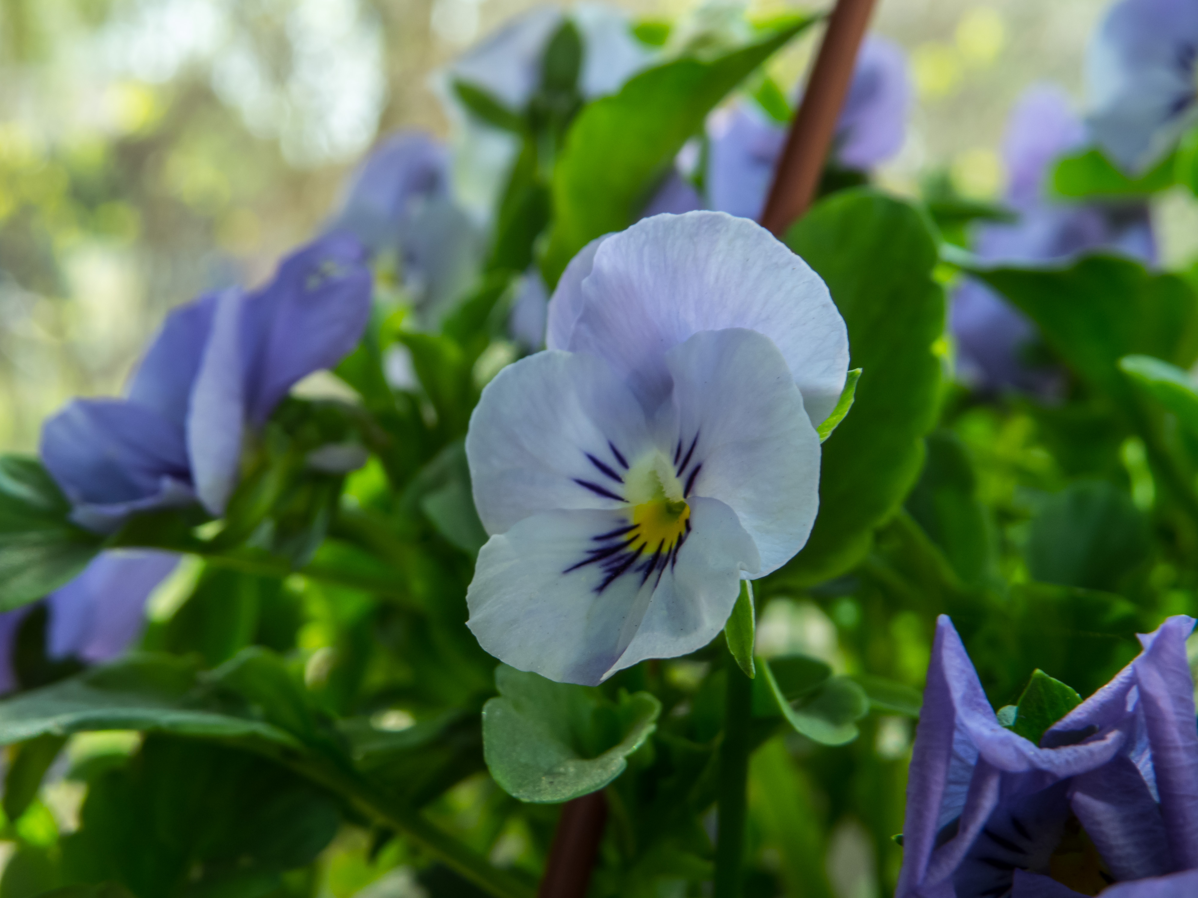 Spring flower, Beautiful, Natural, Purple, Plant, HQ Photo