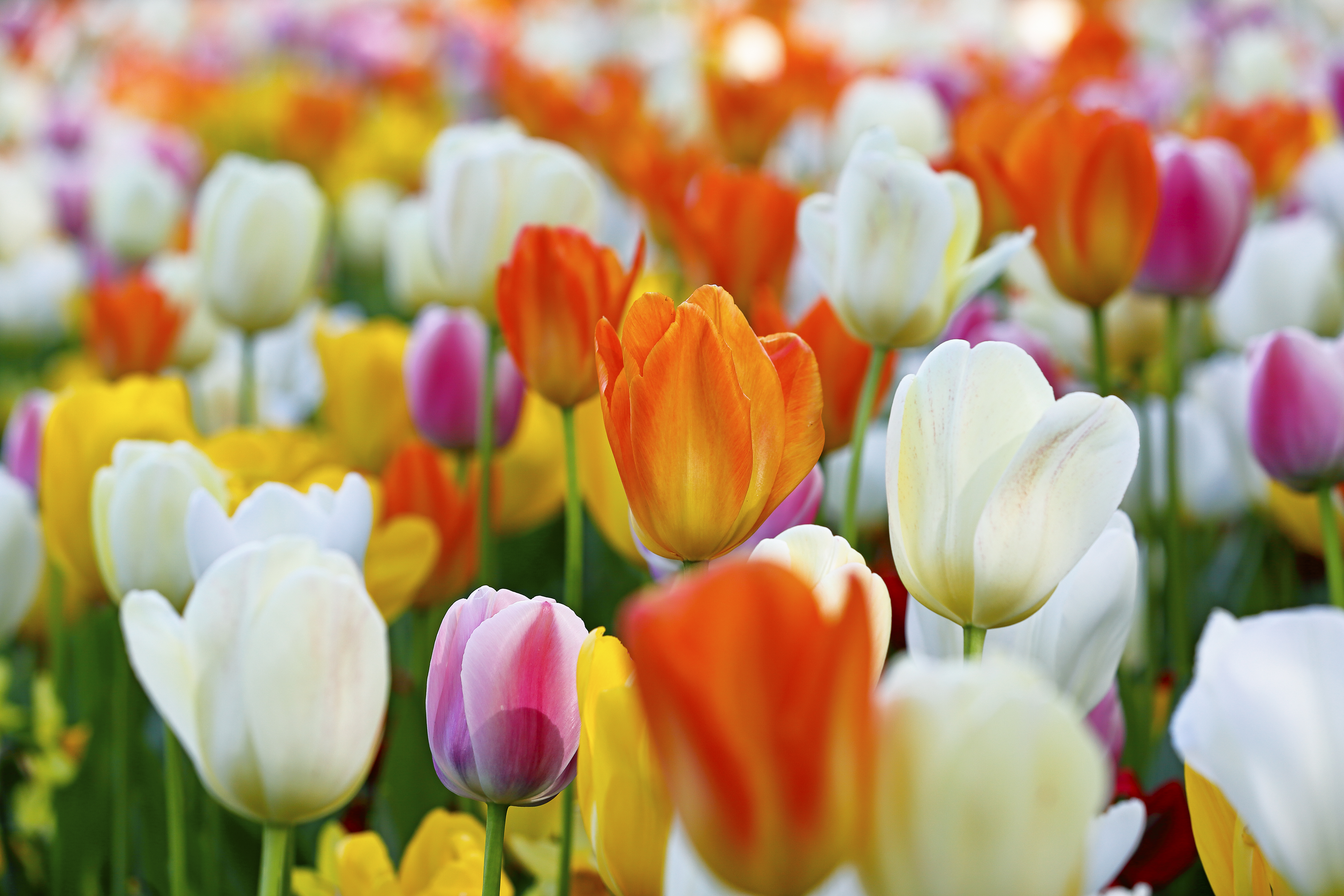 Spring Has Sprung And Here Are The Pretty Flowers You Will See ...