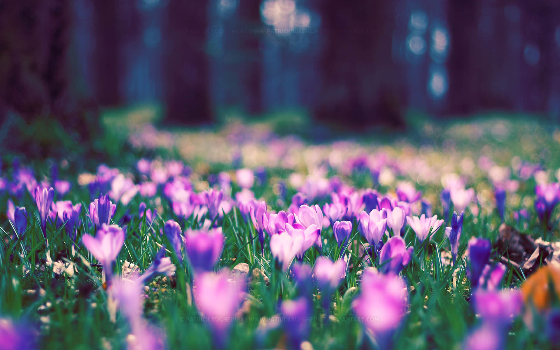 Purple spring flower park :: Free High quality Flower wallpaper