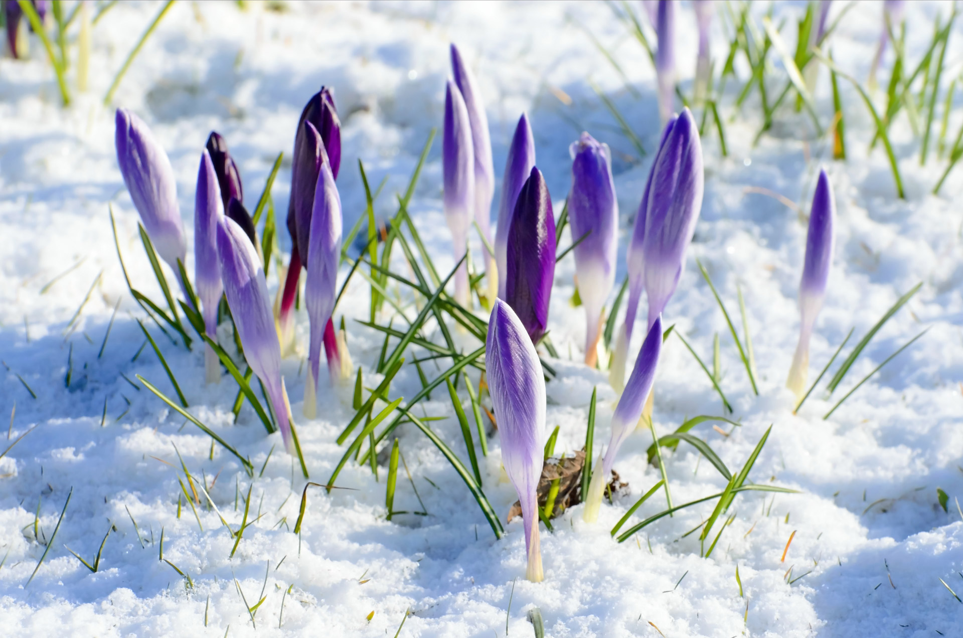 Spring Flower And Snow Free Stock Photo - Public Domain Pictures
