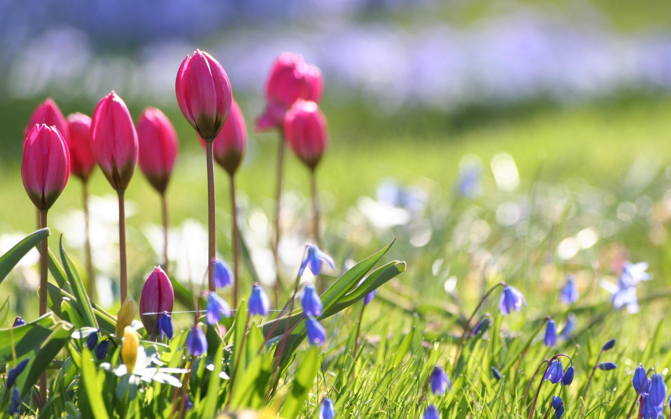 Beautiful Nature Spring Flower Wallpaper SPRING Fb Photo Cover ...