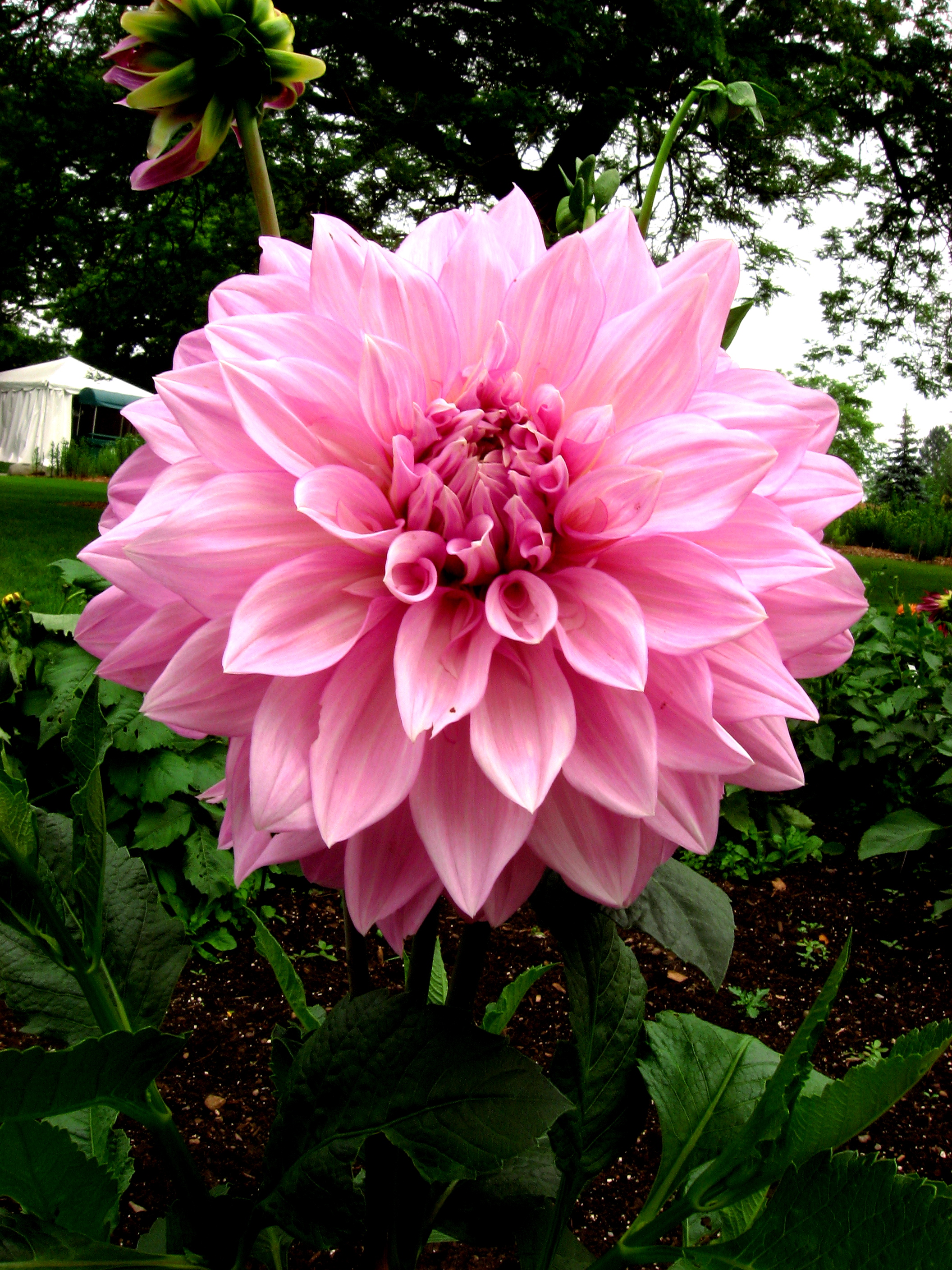 Proudly Dahlia – Start An Easy Spring Flower To Decor Your Backyard ...