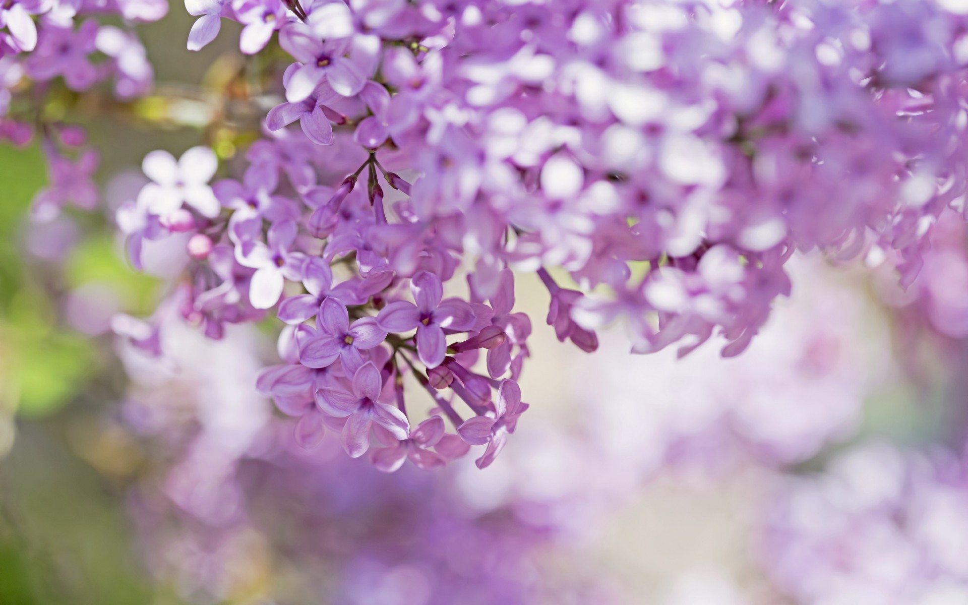 Flower: Blossom Flower Flori Branch Lilac Spring Flowers Wallpapers ...