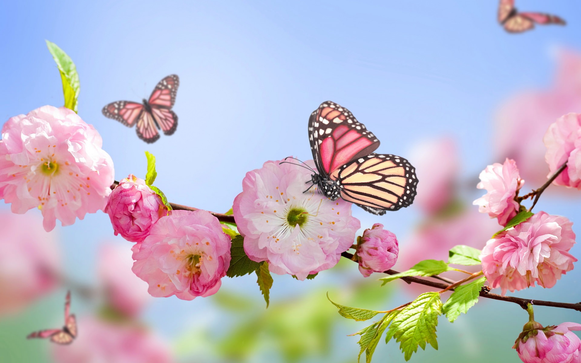 21+ Spring Flower Wallpapers, Flower Backgrounds, Images, Pictures ...