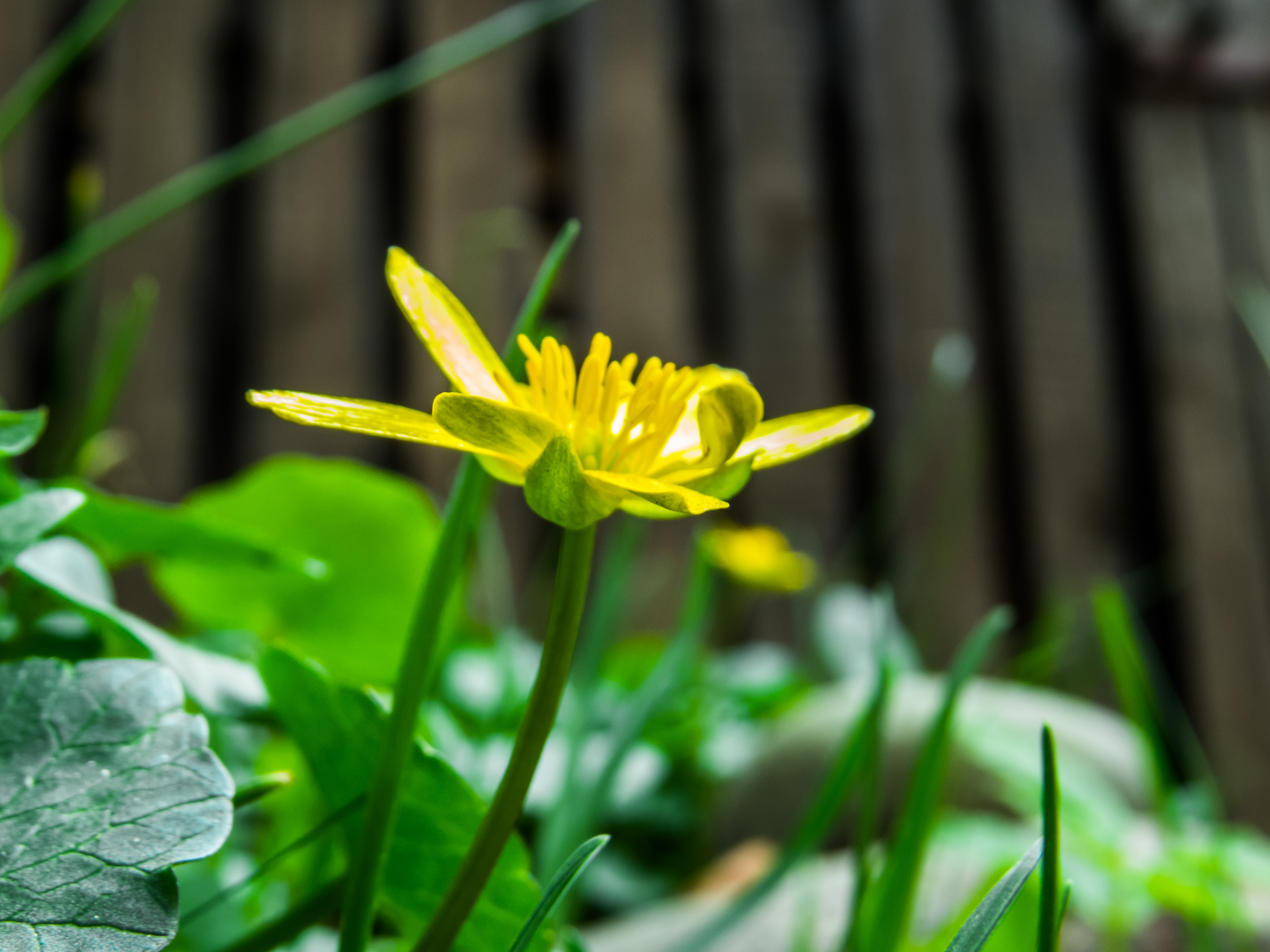 Spring flower, Flower, Herb, Macro, Natural, HQ Photo