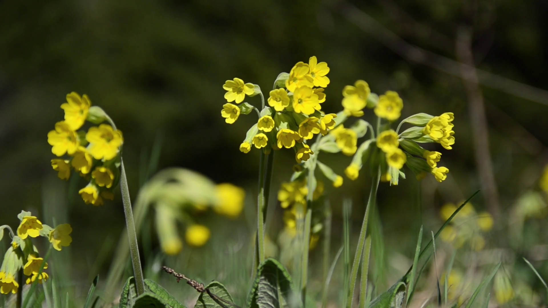 Cowslip, Primula veris, flower in a meadow on spring. Stock Video ...