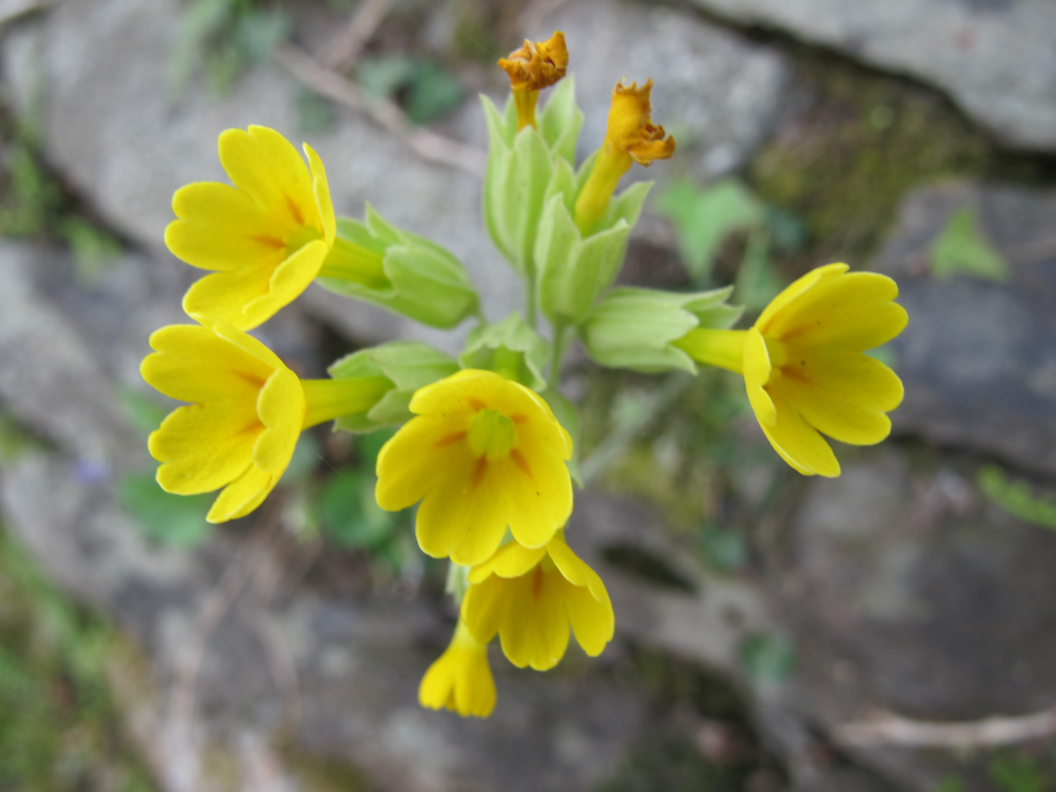 Primula veris in April. | Primula veris (new) | Pinterest
