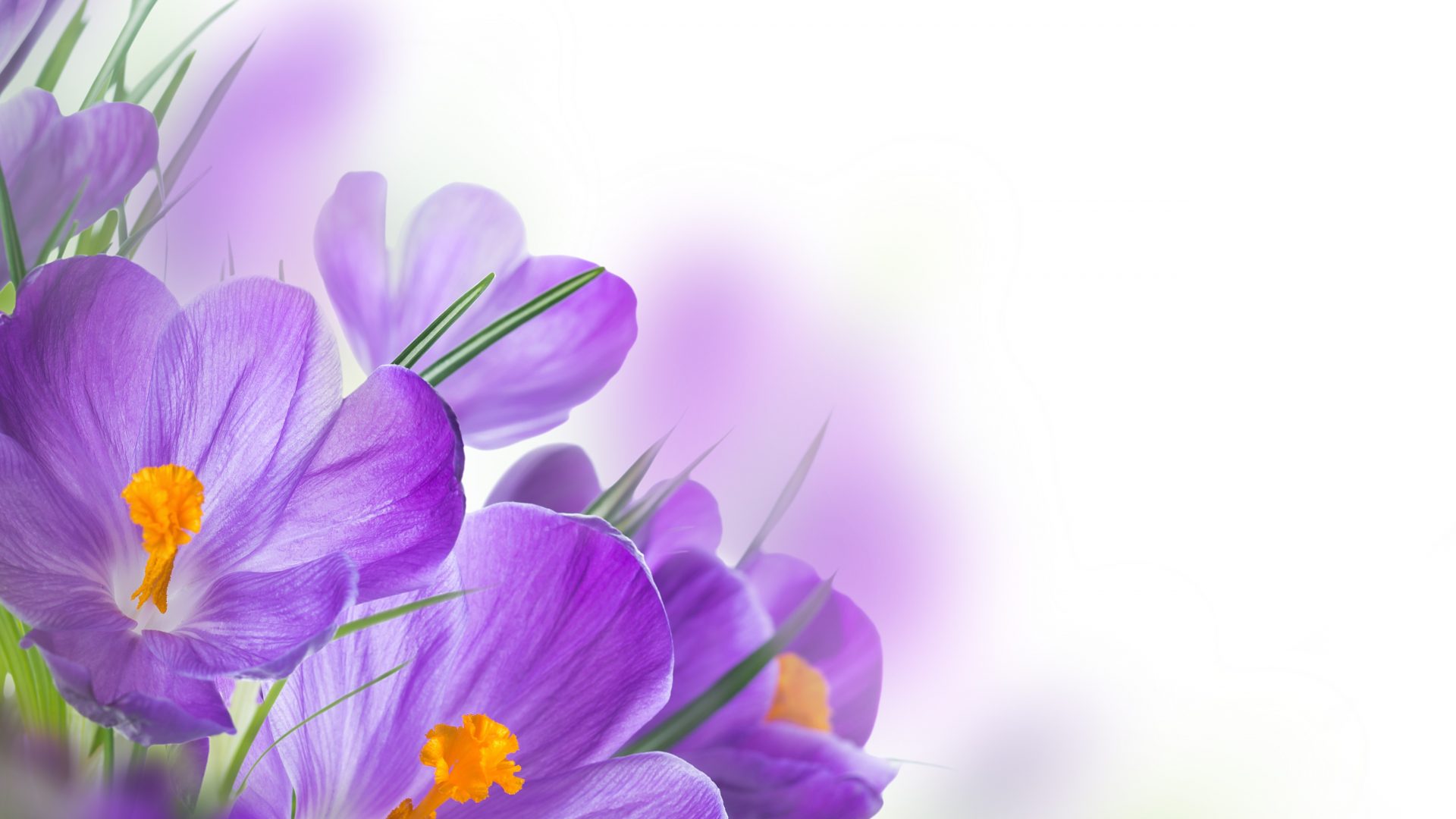 Purple Spring Flowers Wallpapers Free > Yodobi