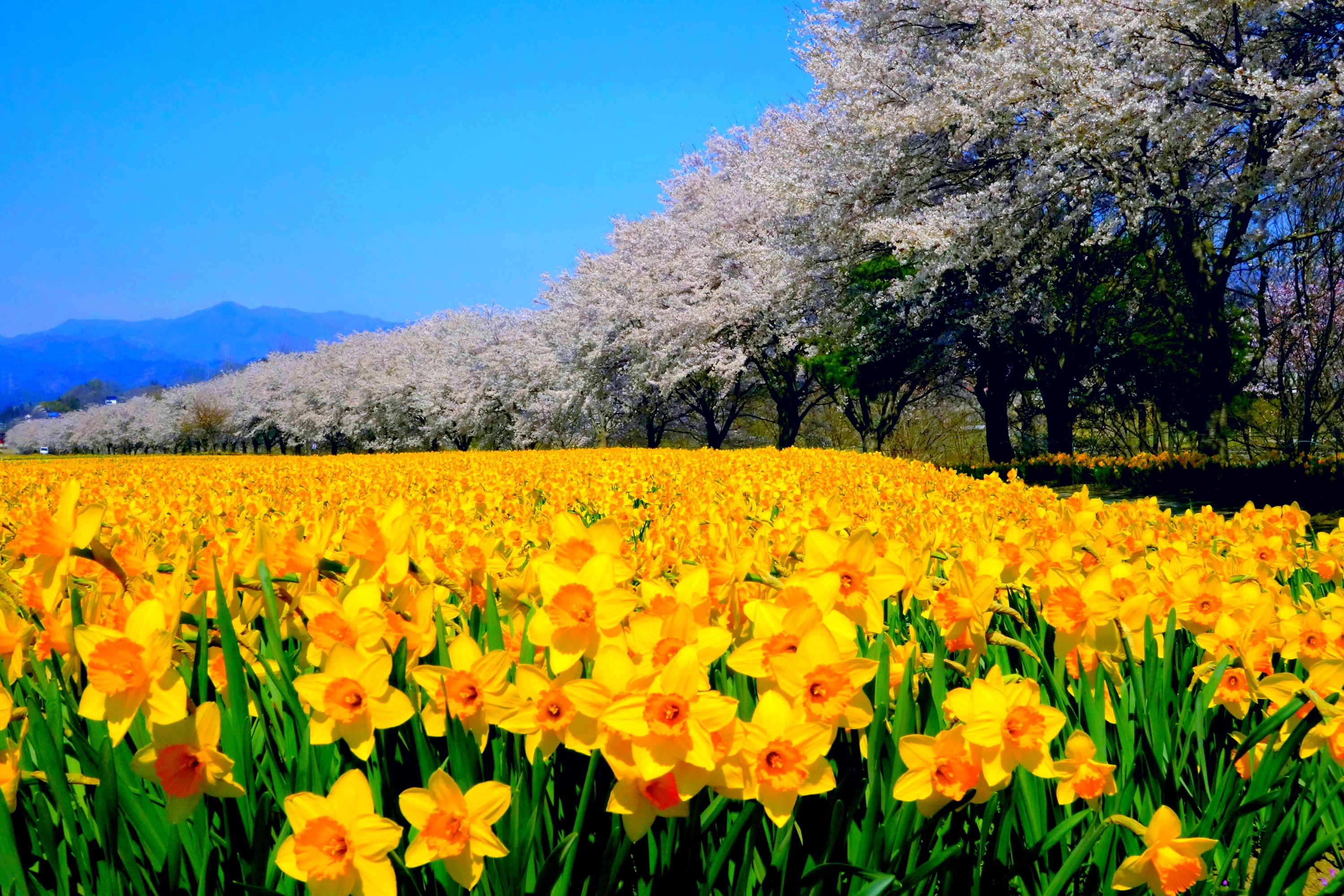 Flowers: SUNNY SPRING Flowers Daffodils Plants Trees Nature Image ...