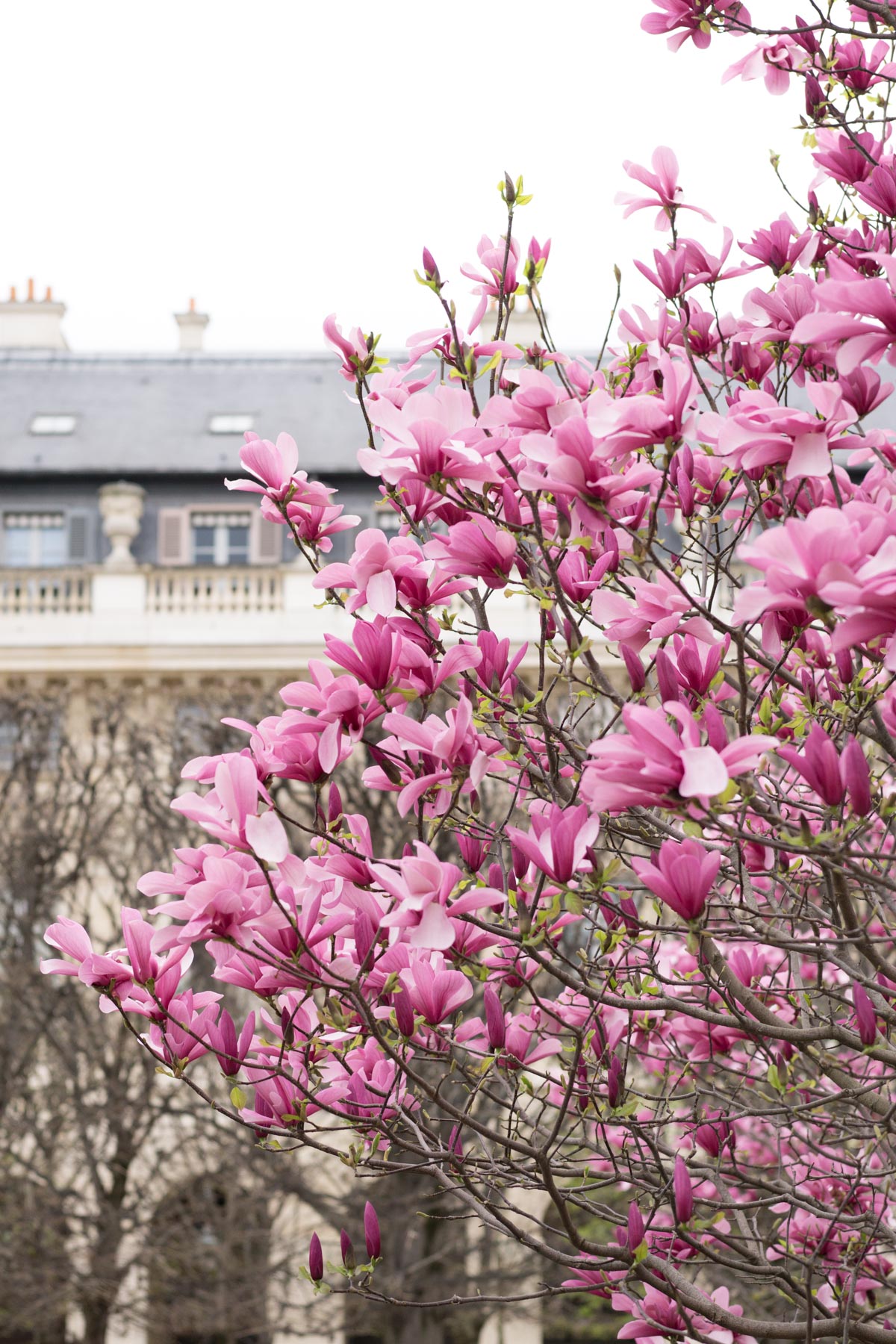 Paree in Bloom - Your Guide to Paris Spring Flowers | Dark Blue Stripes