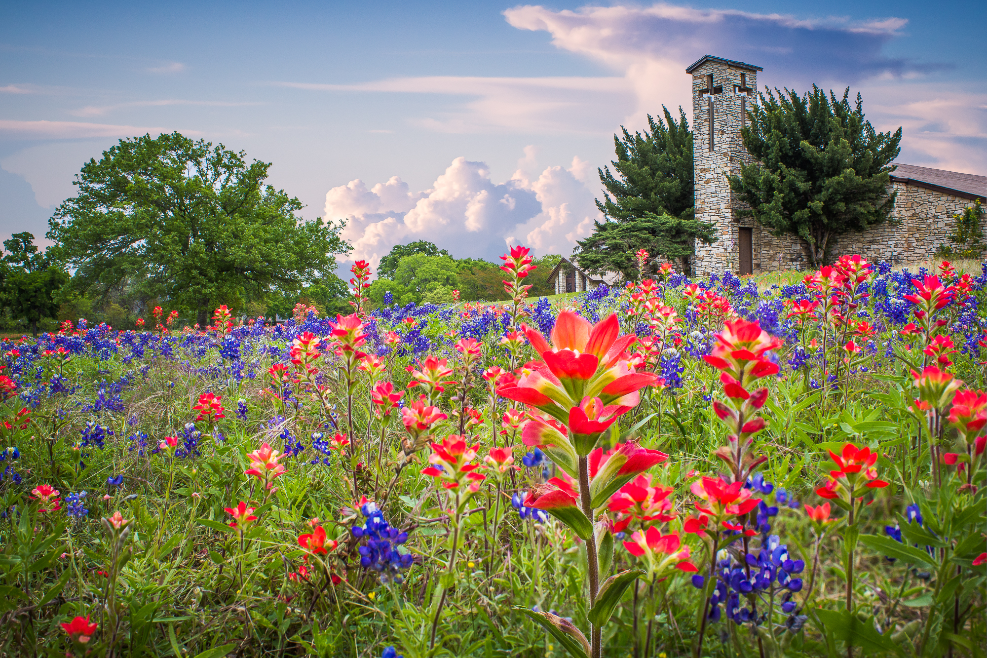 Spring Flowers in Austin! – Scott King
