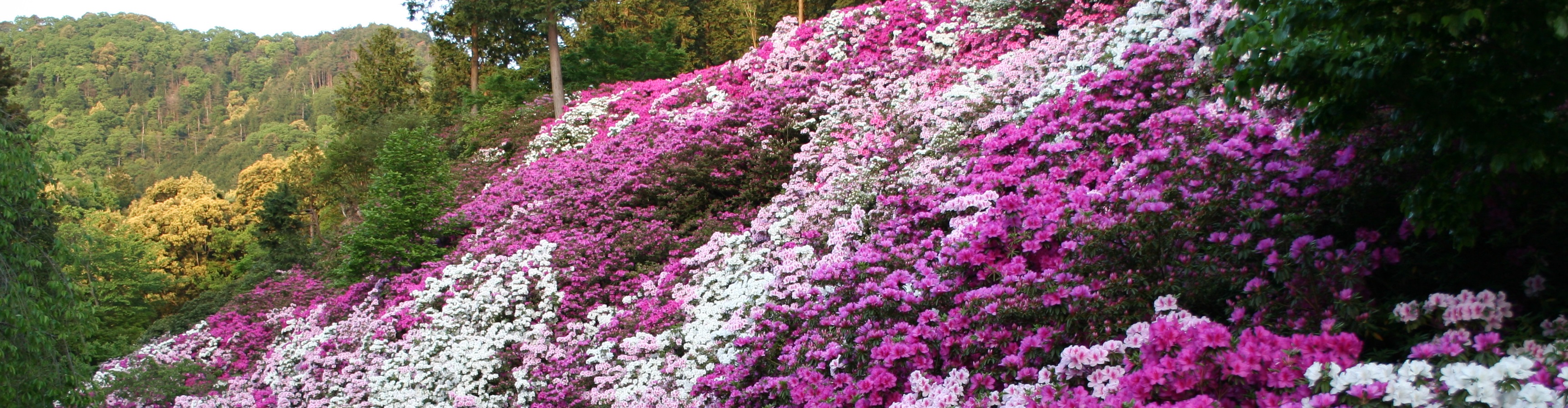 Nine Must-see Spots of the Spring Flowers in Kyoto / Official site ...