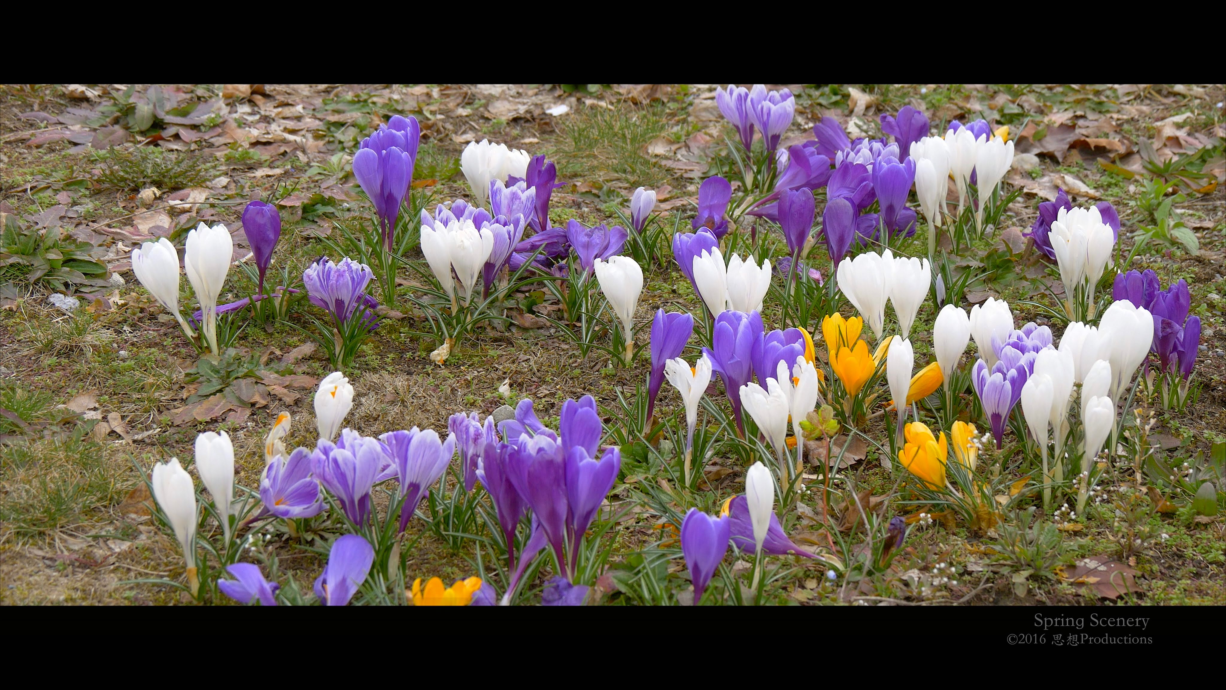 4K Spring Flowers SWITZERLAND スイス 