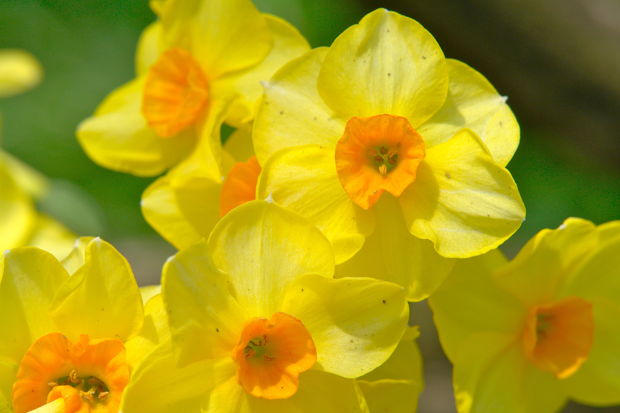 Spring Flowers Central Park Photos - Homes Alternative | #52230