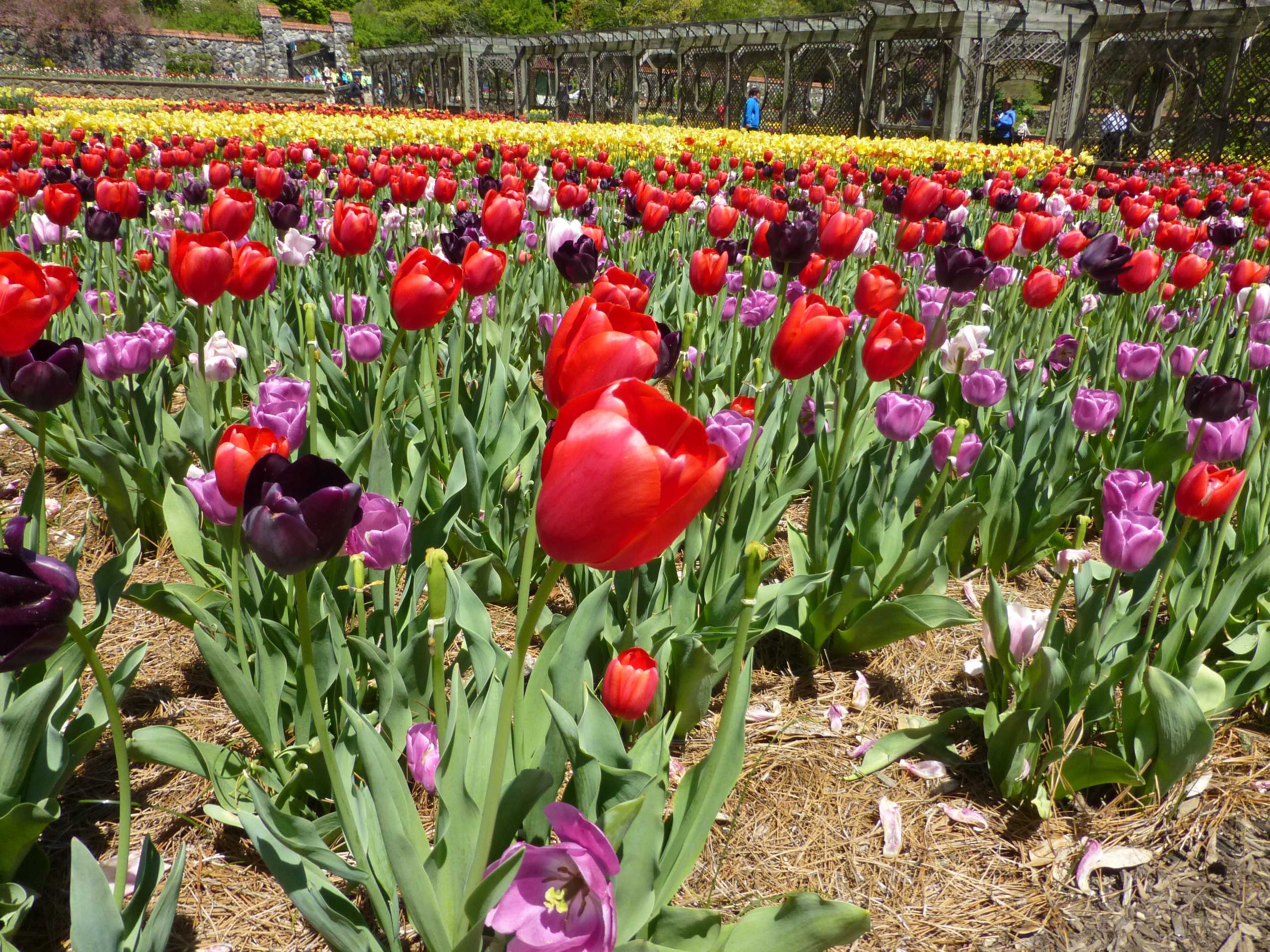 When To See Biltmore's 2016 Spring Flowers, March-May