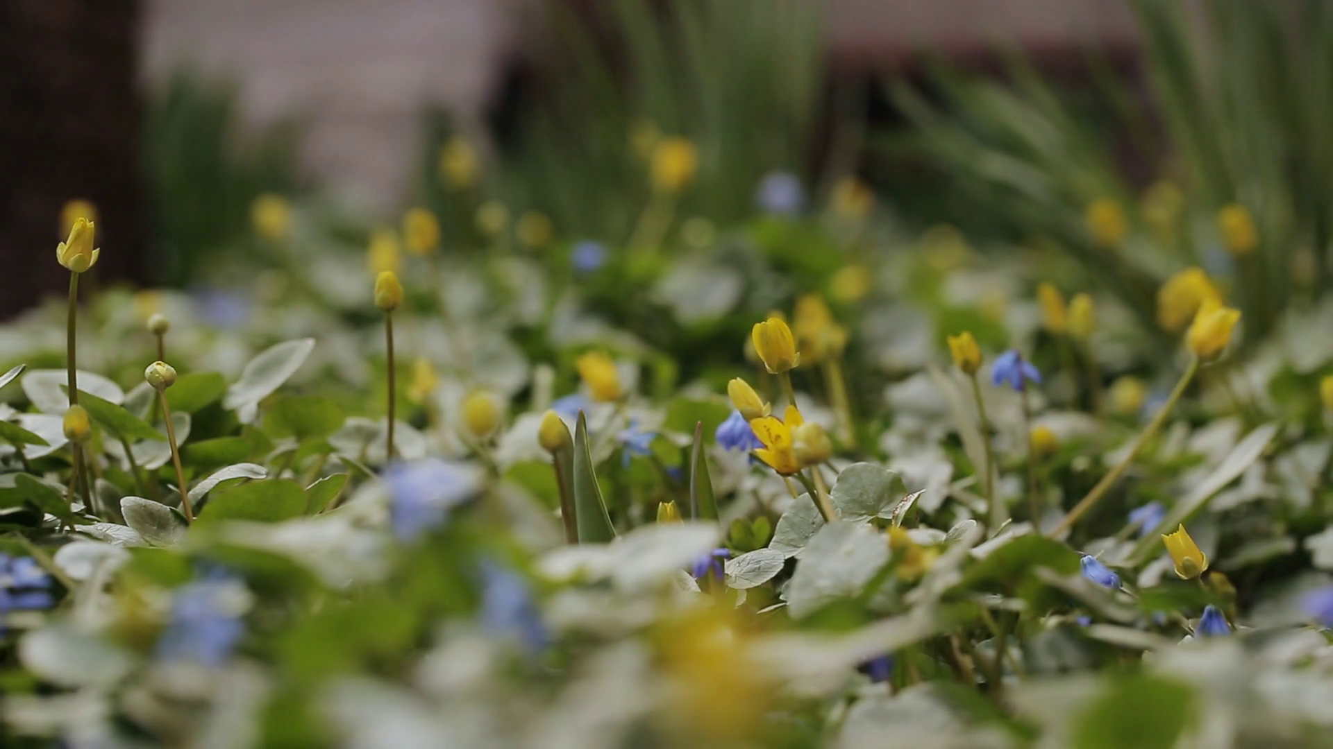 early spring flowers at dawn Stock Video Footage - Videoblocks