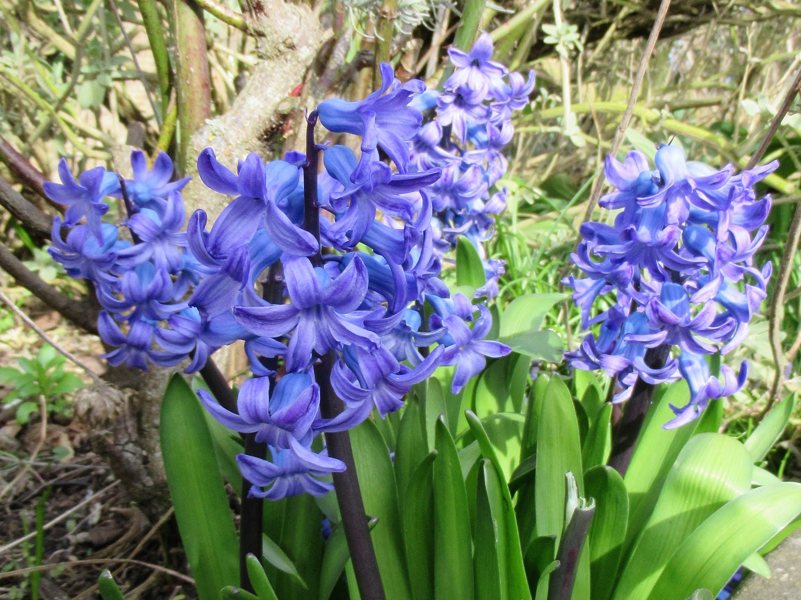 Martin Brookes Oakham Rutland England: Spring Flowers Bluebells and ...