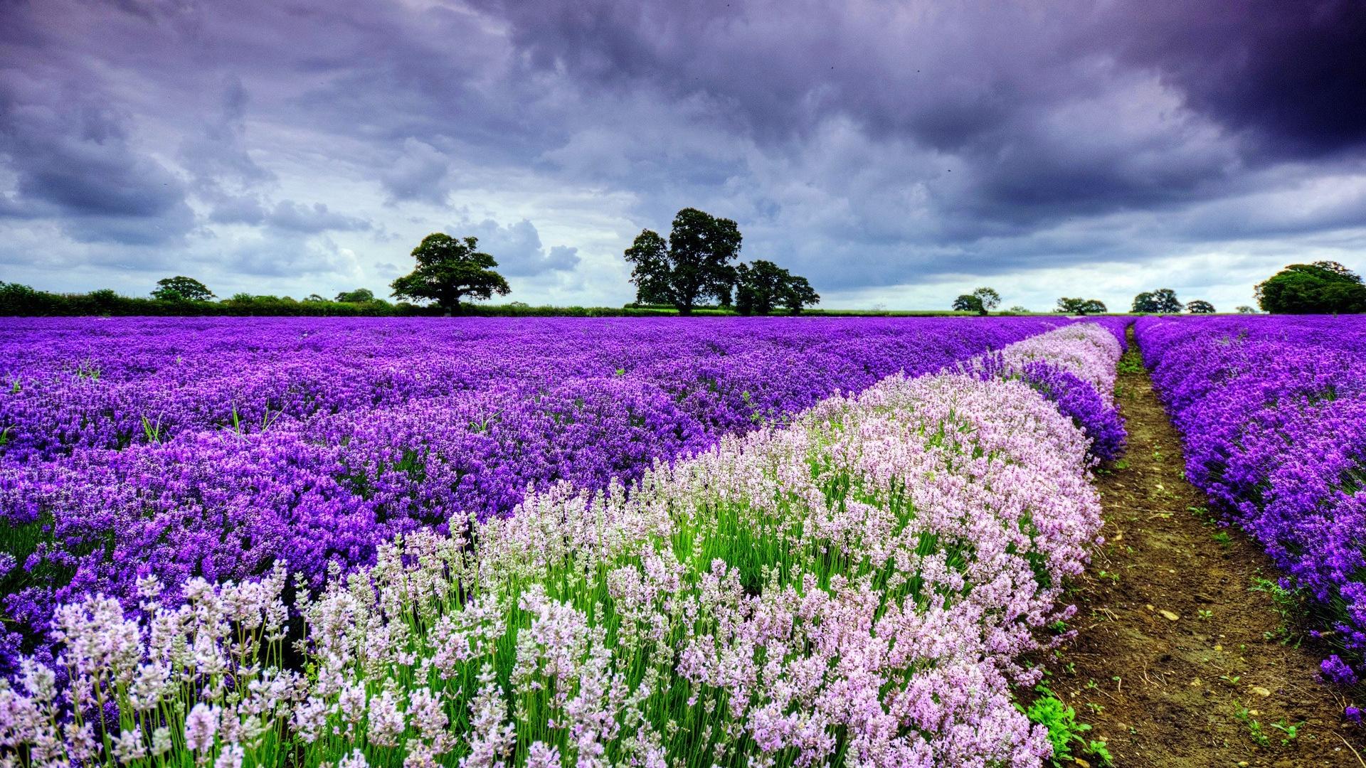 Spring Flowers Images Wallpapers | Flowers Wallpapers Gallery - PC ...
