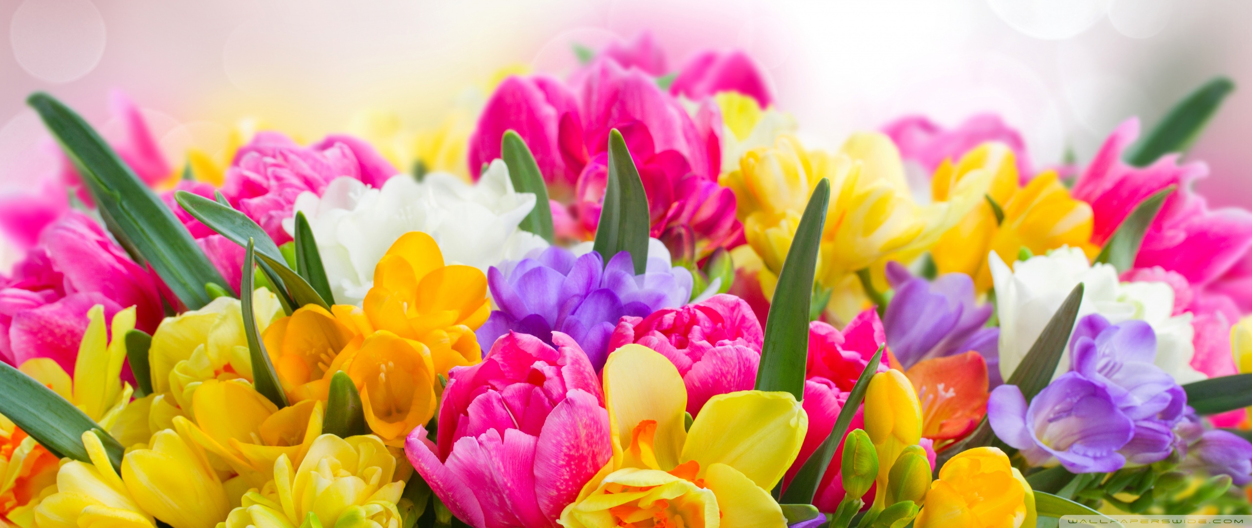 Beautiful Spring Flowers ❤ 4K HD Desktop Wallpaper for 4K Ultra HD ...