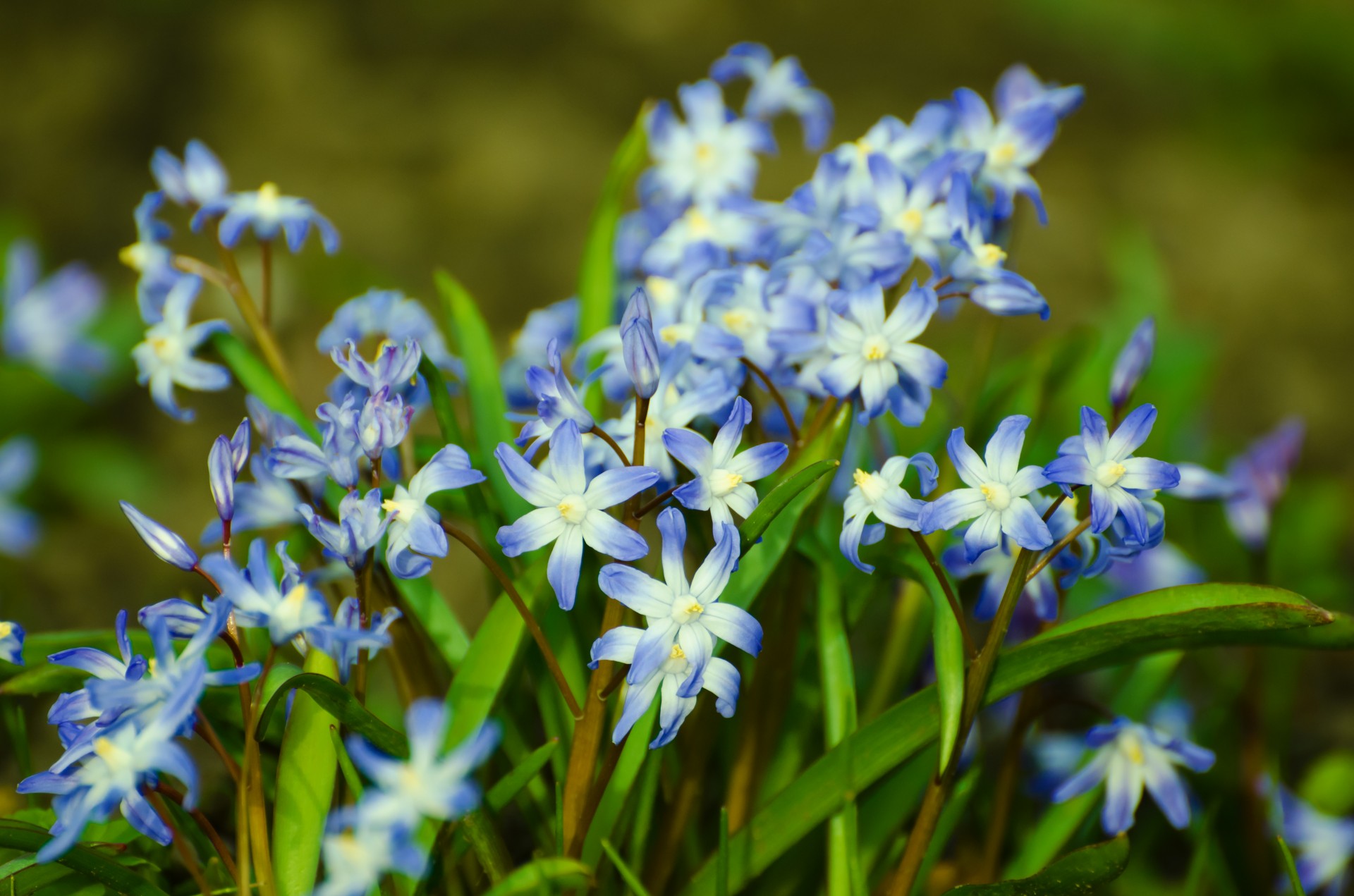 Spring Flowers Free Stock Photo - Public Domain Pictures