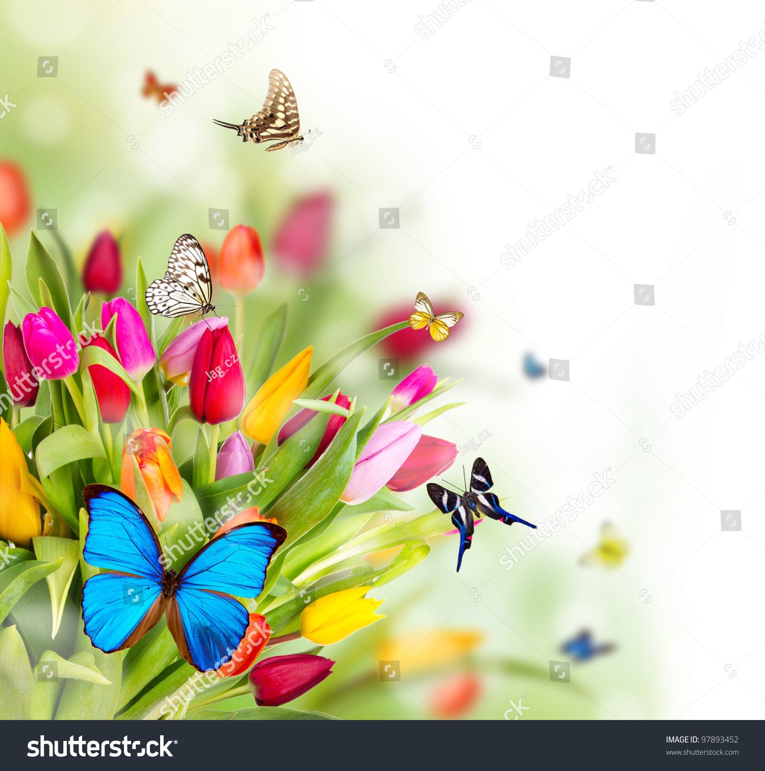 Beautiful Spring Flowers Butterflies Stock Photo (Royalty Free ...