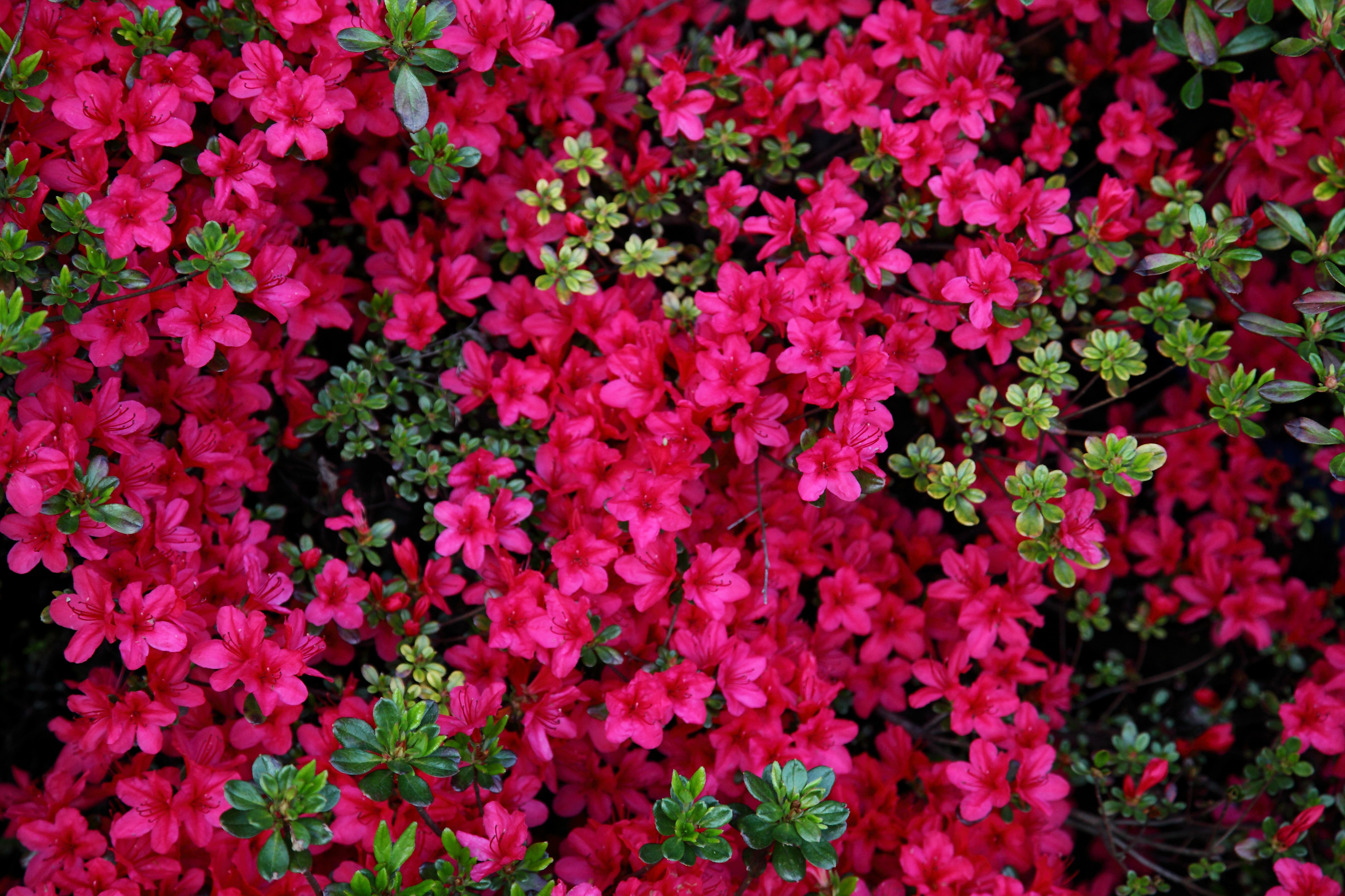 Red Azalea Spring Flowers | Flowers| Free Nature Pictures by ...