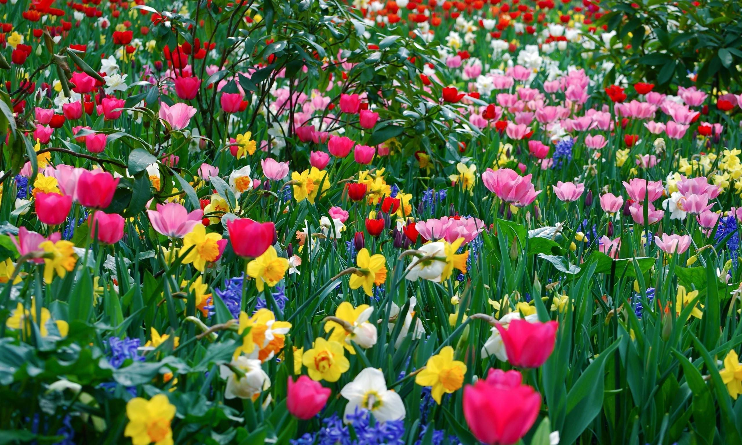 Spring Flowers Wallpaper Free Free Download > SubWallpaper