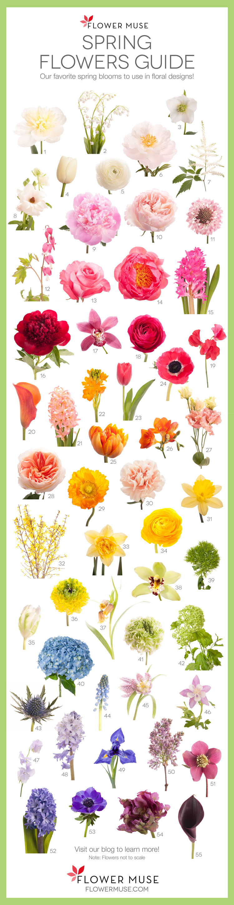 Spring Flowers Guide | Flower Muse Blog